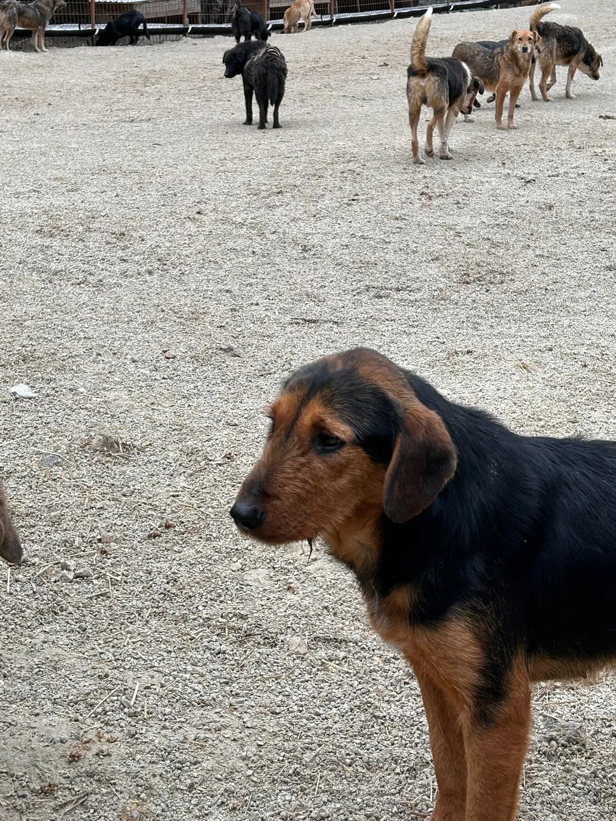 Sofi, Mixed Breed for adoption at Save the Dogs BiH, Jajce