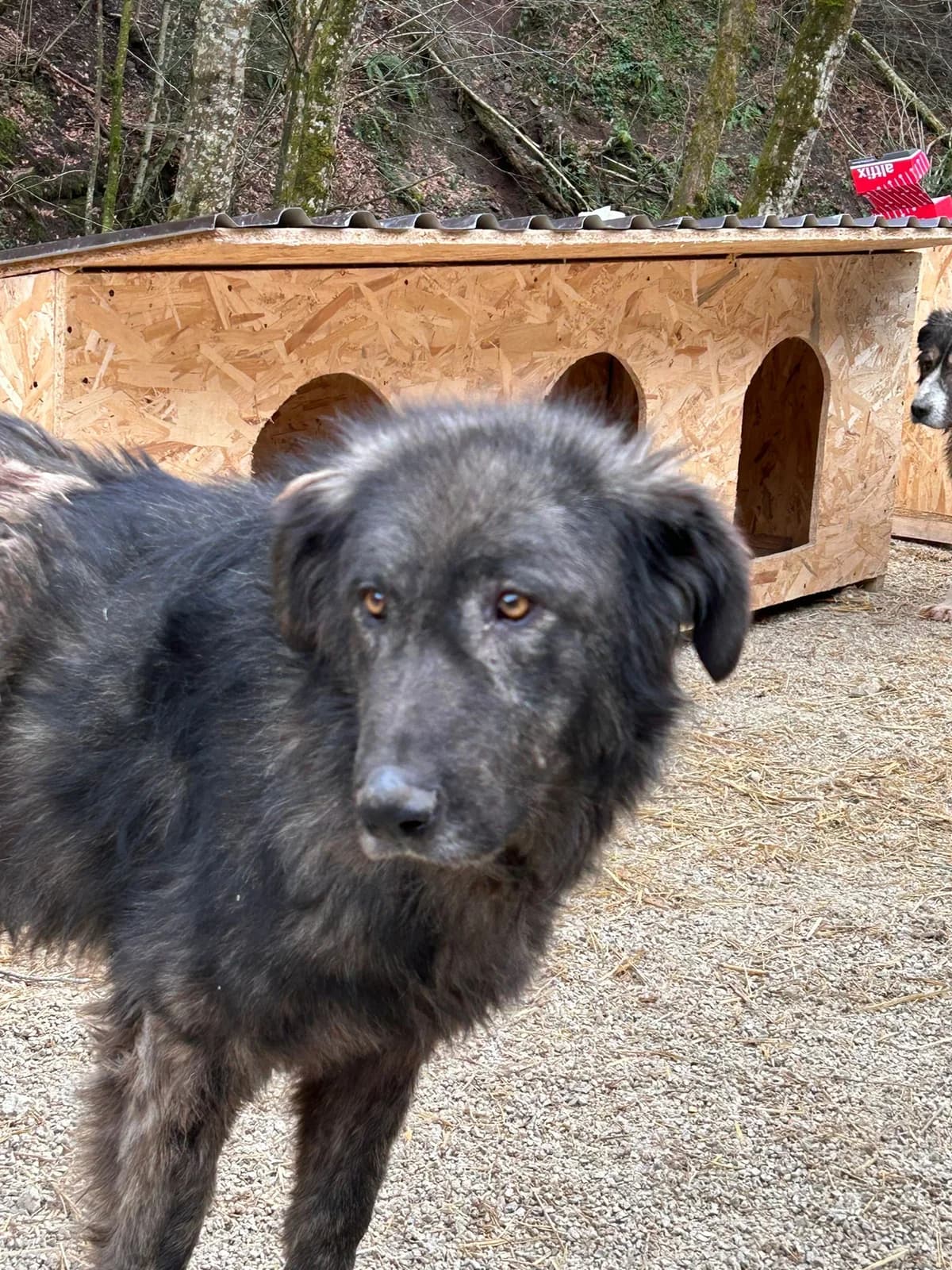 Lakis, Mixed Breed for adoption at Save the Dogs BiH, Jajce
