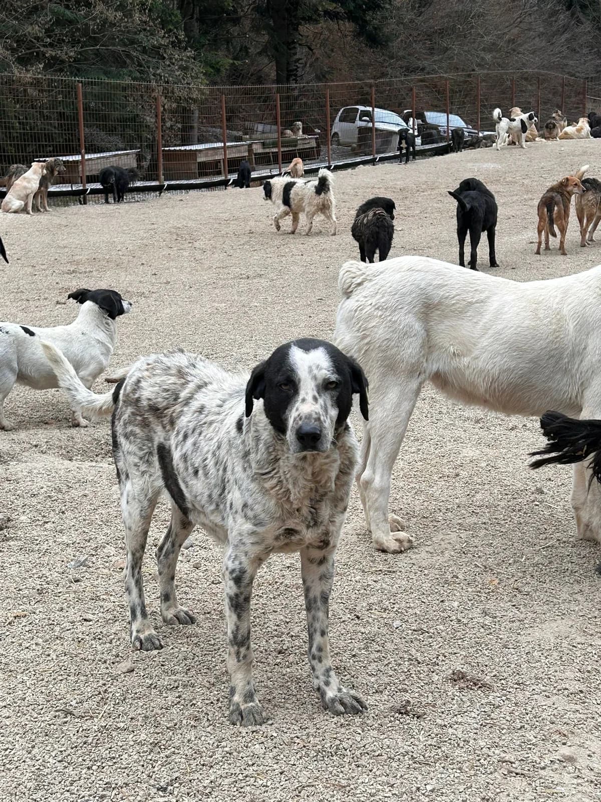 Luke, Mixed Breed for adoption at Save the Dogs BiH, Jajce
