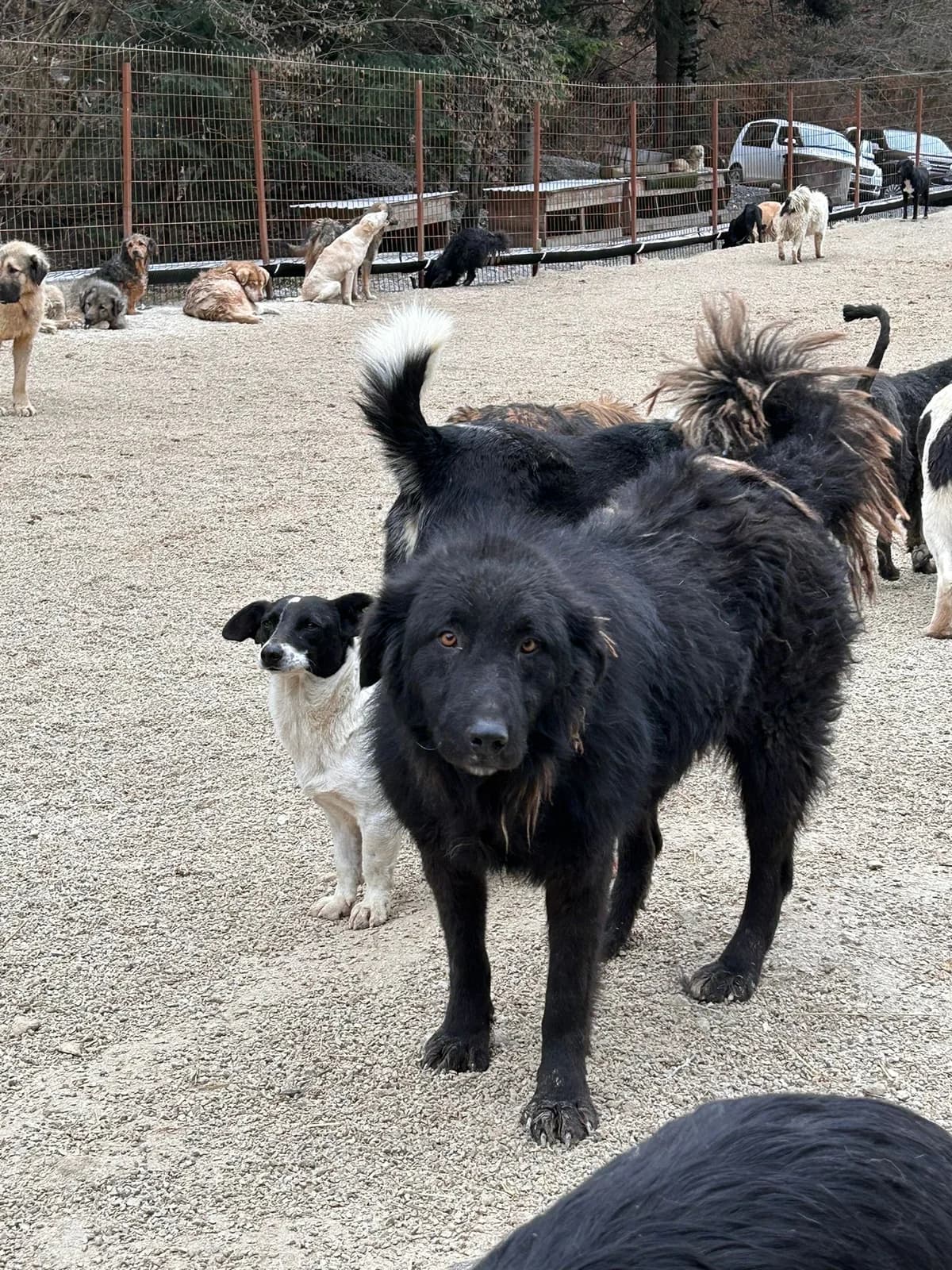 Leila, Mixed Breed for adoption at Save the Dogs BiH, Jajce