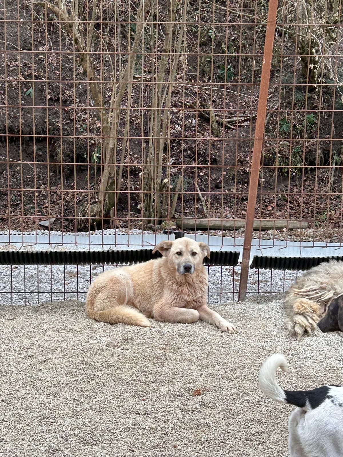 Beni, Mixed Breed for adoption at Save the Dogs BiH, Jajce