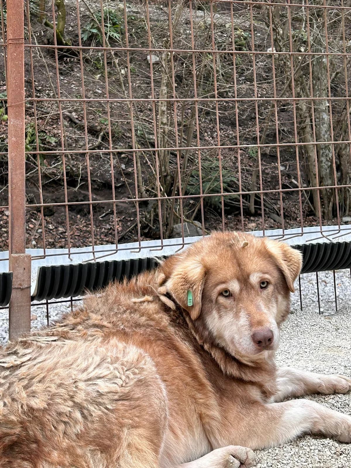 Kuma, Mixed Breed for adoption at Save the Dogs BiH, Jajce