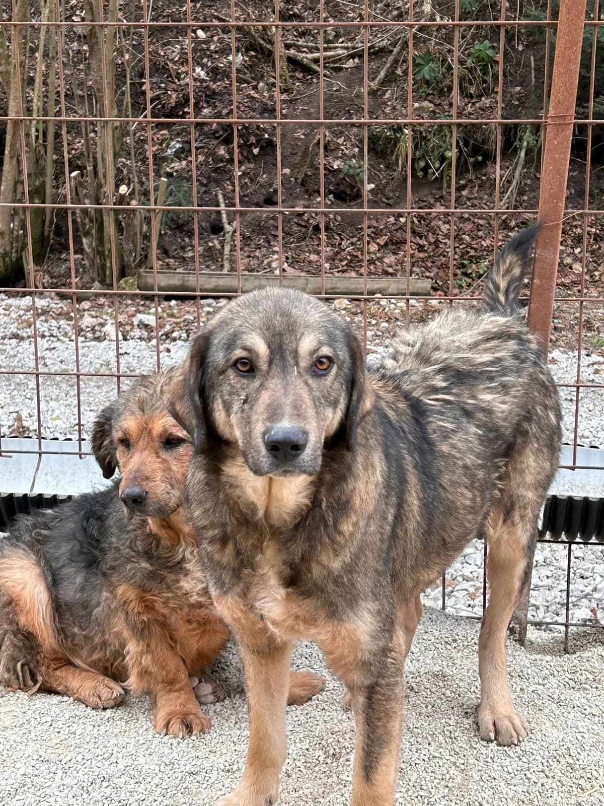 Milo, Mixed Breed for adoption at Save the Dogs BiH, Jajce