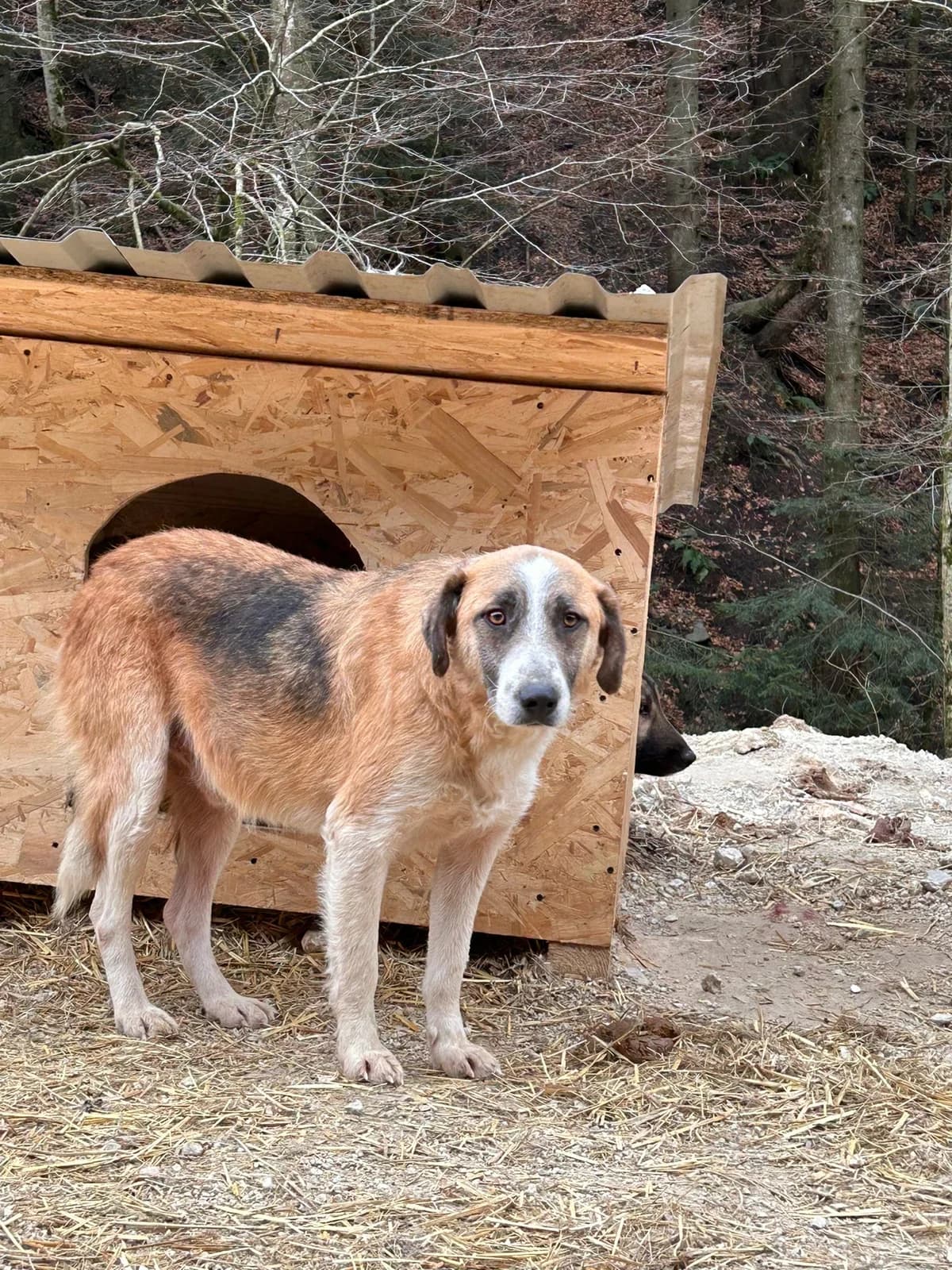 Cosmo, Mixed Breed for adoption at Save the Dogs BiH, Jajce