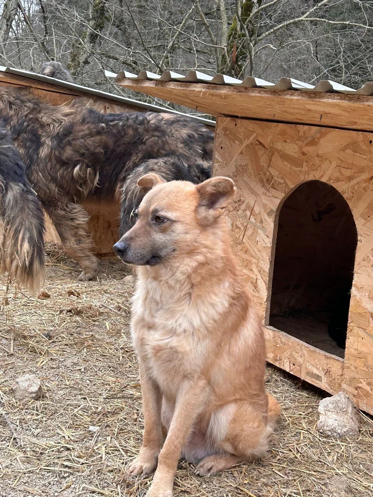 Vito, Mixed Breed for adoption at Save the Dogs BiH, Jajce