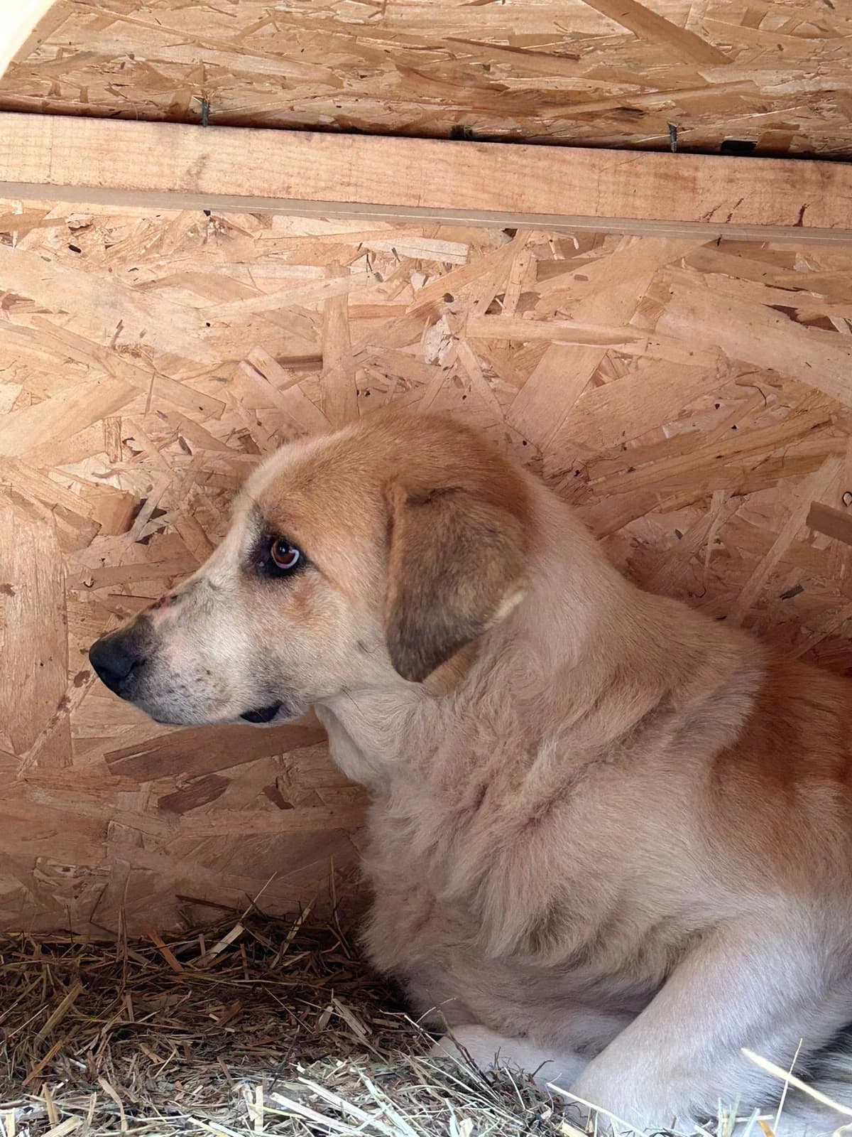 Fanny, Mixed Breed for adoption at Save the Dogs BiH, Jajce