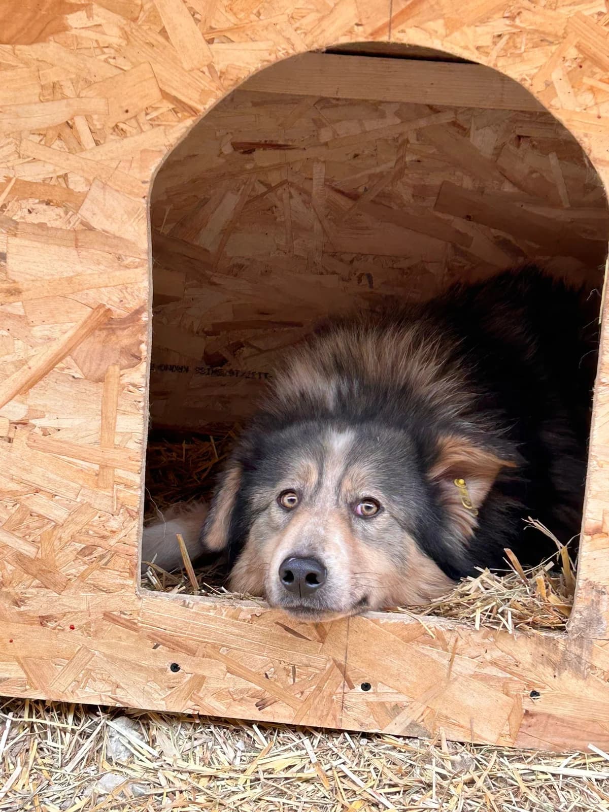 Molly, Mixed Breed for adoption at Save the Dogs BiH, Jajce