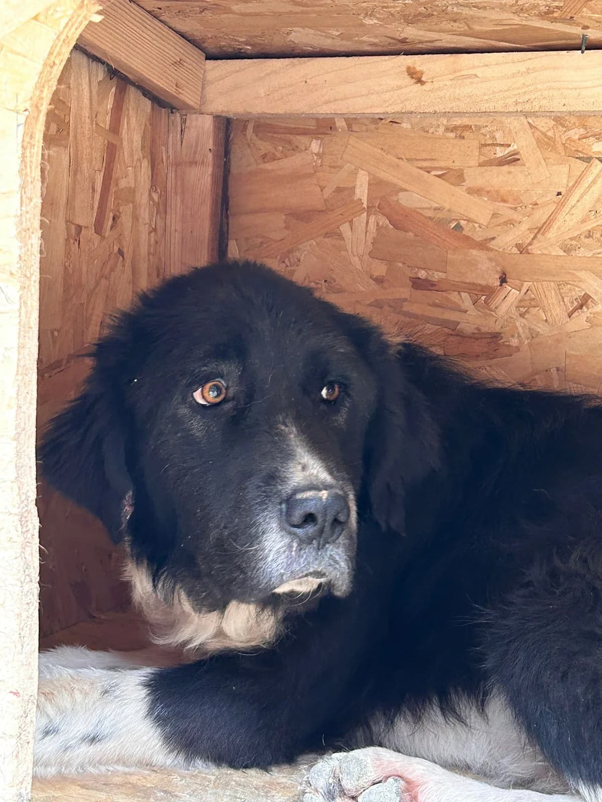 Bolle, Mixed Breed for adoption at Save the Dogs BiH, Jajce
