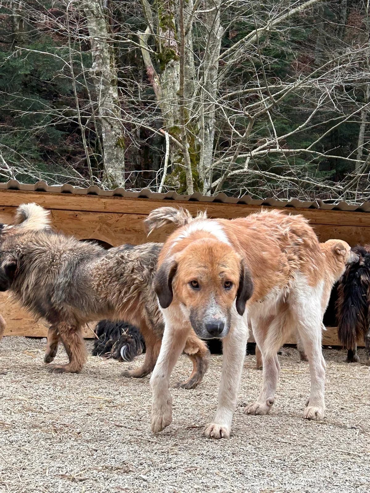 Nalu, Mixed Breed for adoption at Save the Dogs BiH, Jajce