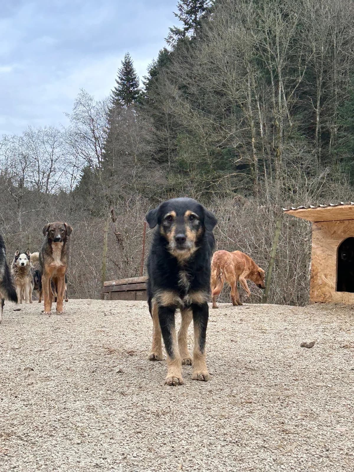 Friedrich, Mixed Breed for adoption at Save the Dogs BiH, Jajce