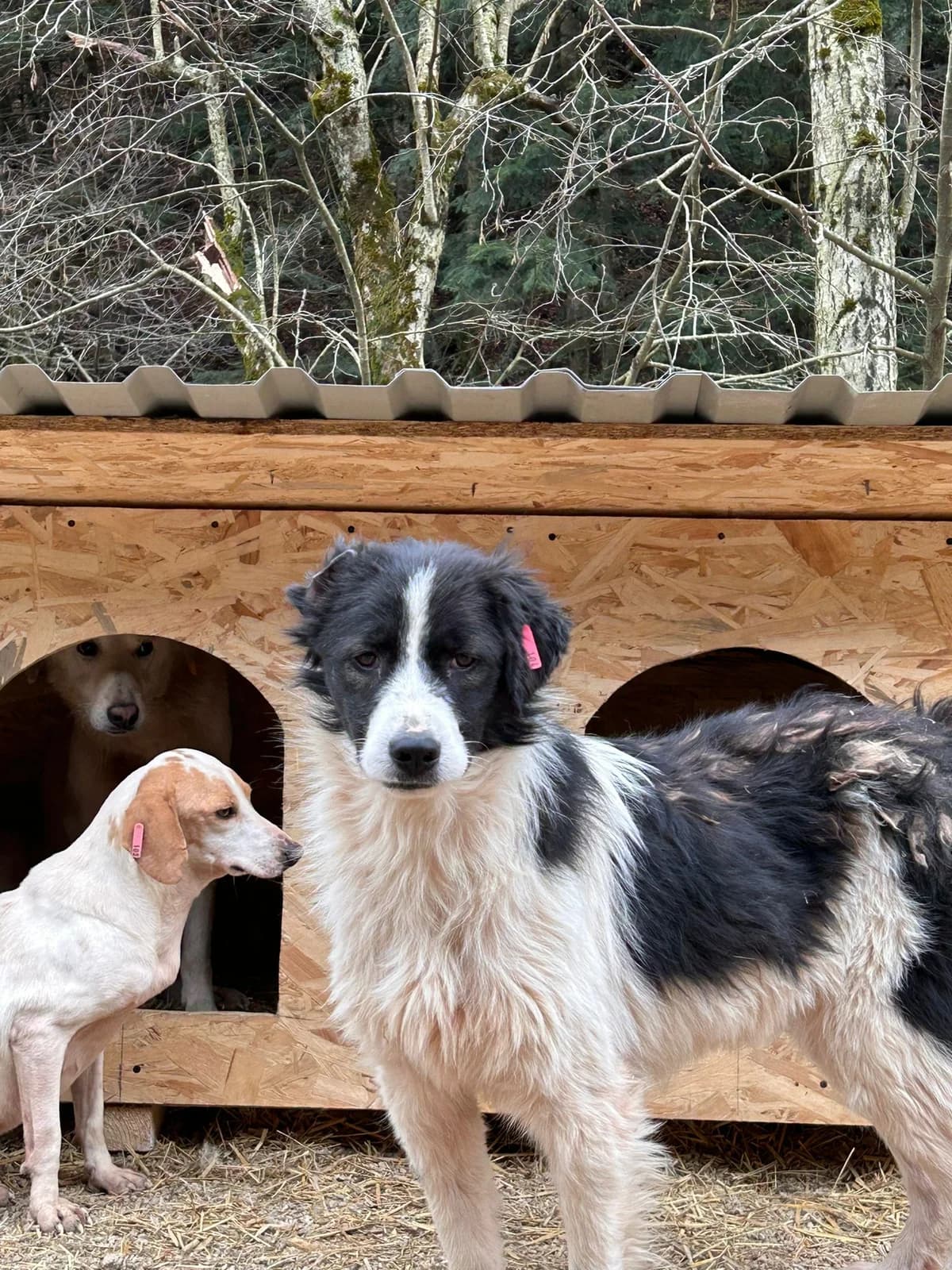 Mazie, Mixed Breed for adoption at Save the Dogs BiH, Jajce