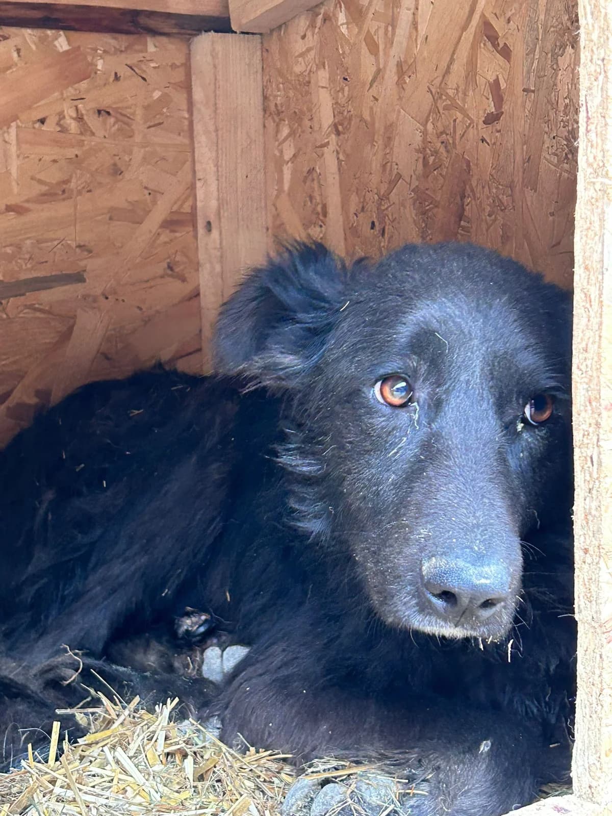 Leyli, Mixed Breed for adoption at Save the Dogs BiH, Jajce