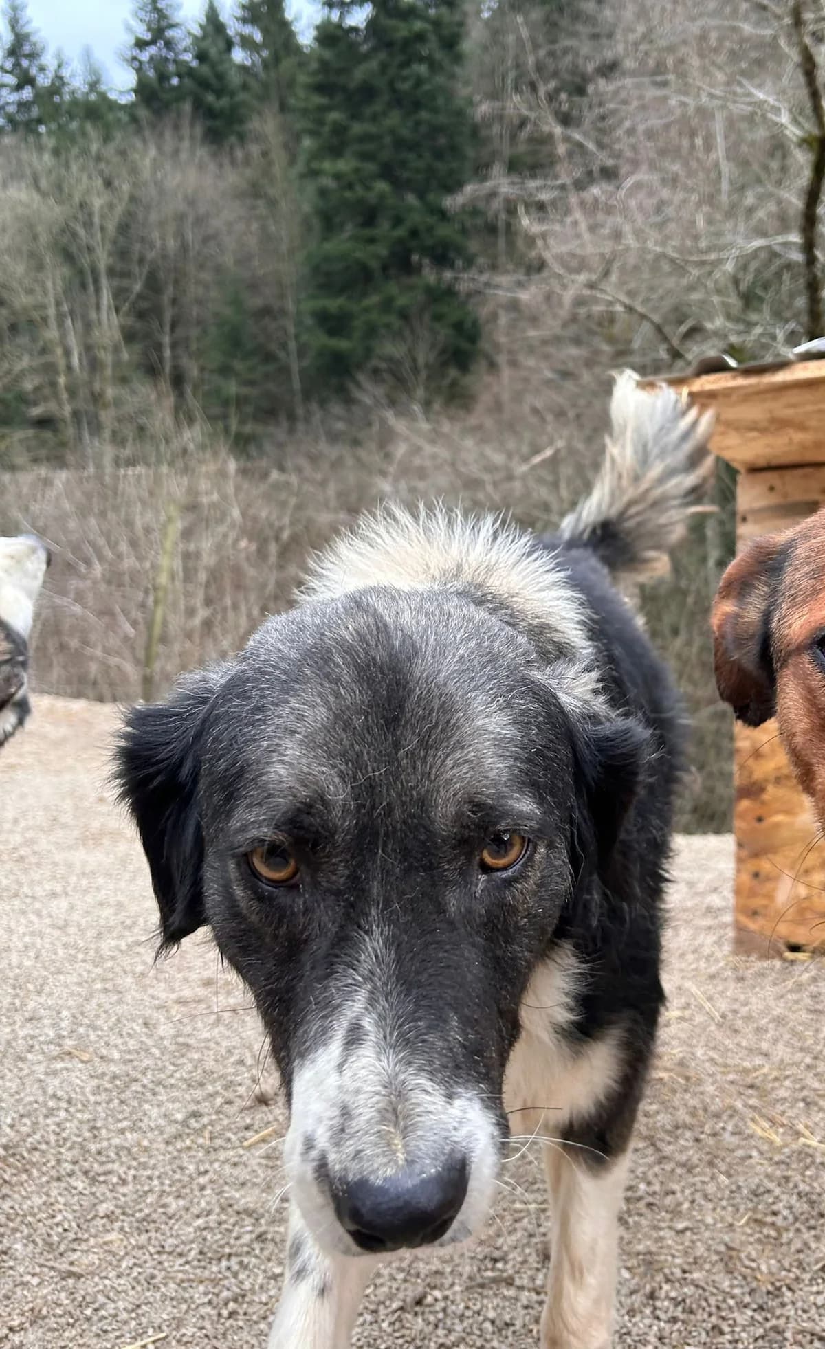 Lea, Mixed Breed for adoption at Save the Dogs BiH, Jajce
