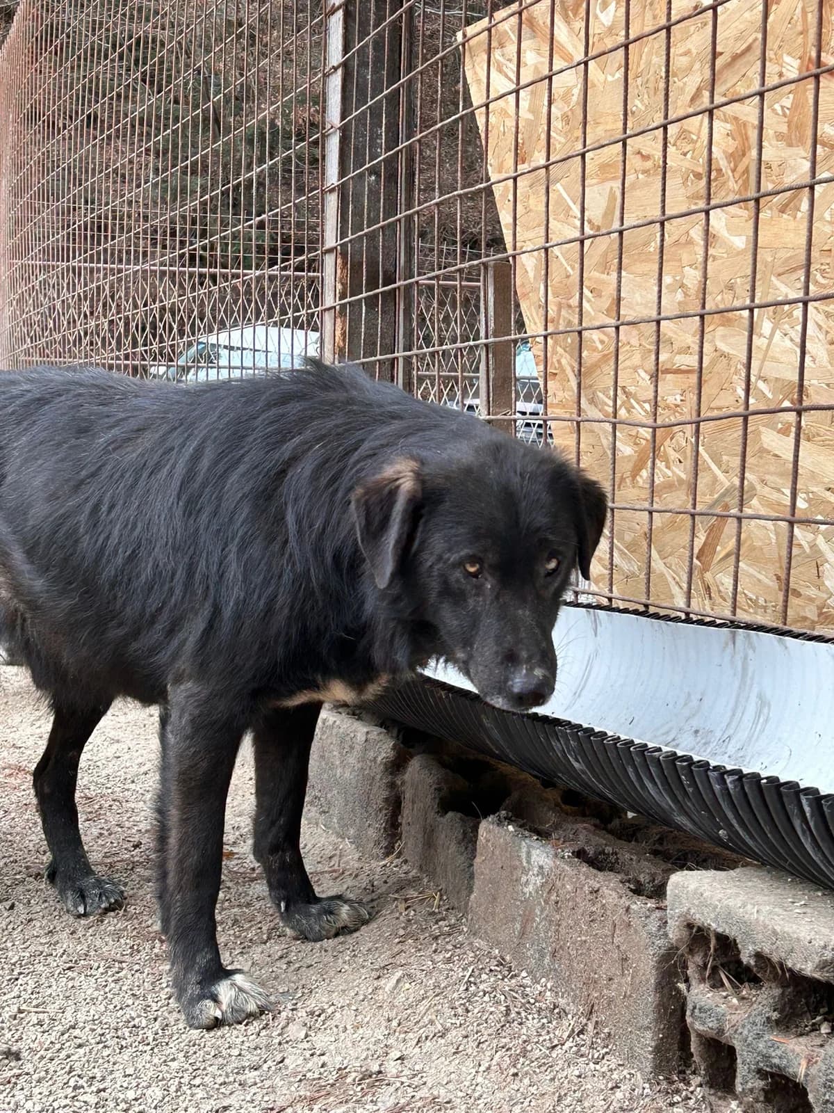 Sonny, Mixed Breed for adoption at Save the Dogs BiH, Jajce