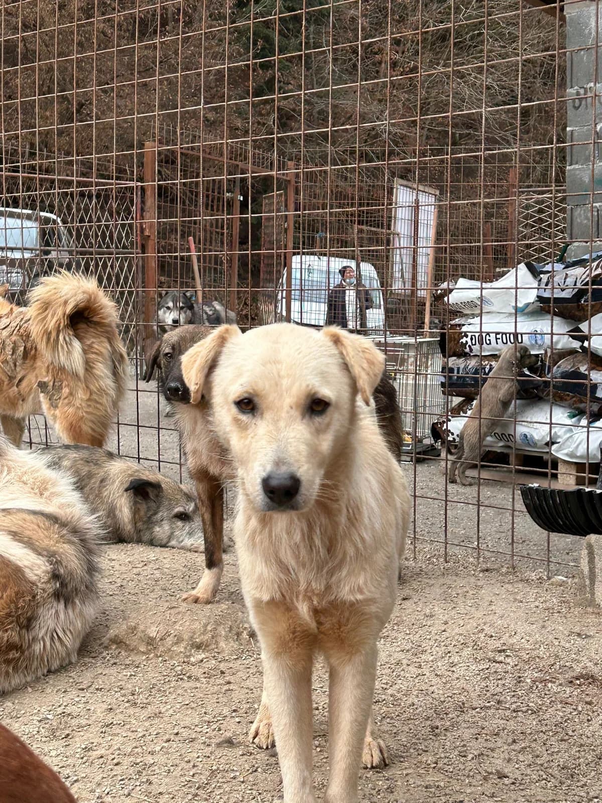Lio, Mixed Breed for adoption at Save the Dogs BiH, Jajce