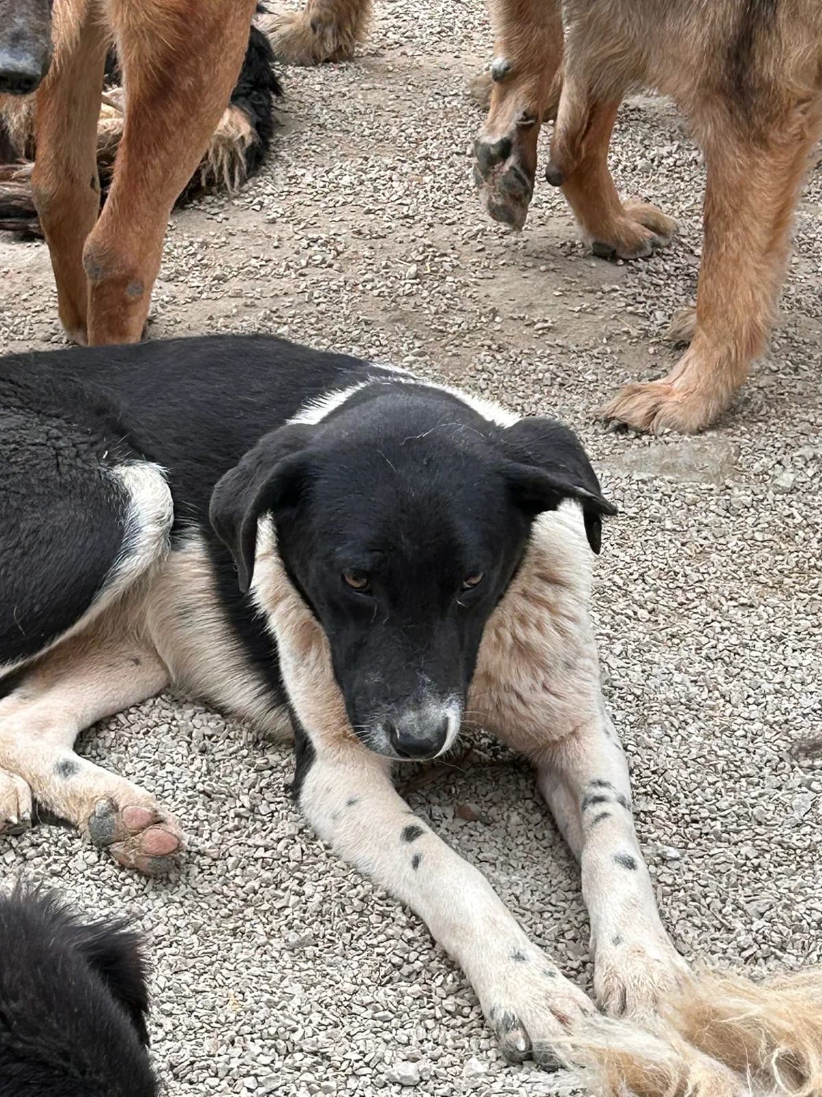 Anton, Mixed Breed for adoption at Save the Dogs BiH, Jajce