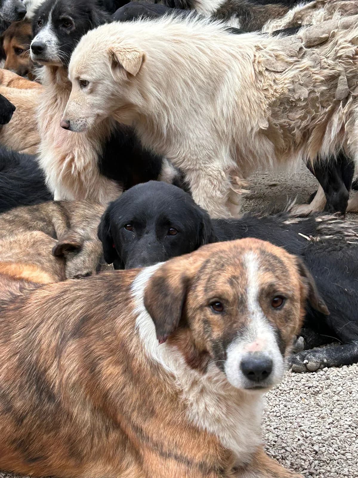 Fräulein, Mixed Breed for adoption at Save the Dogs BiH, Jajce