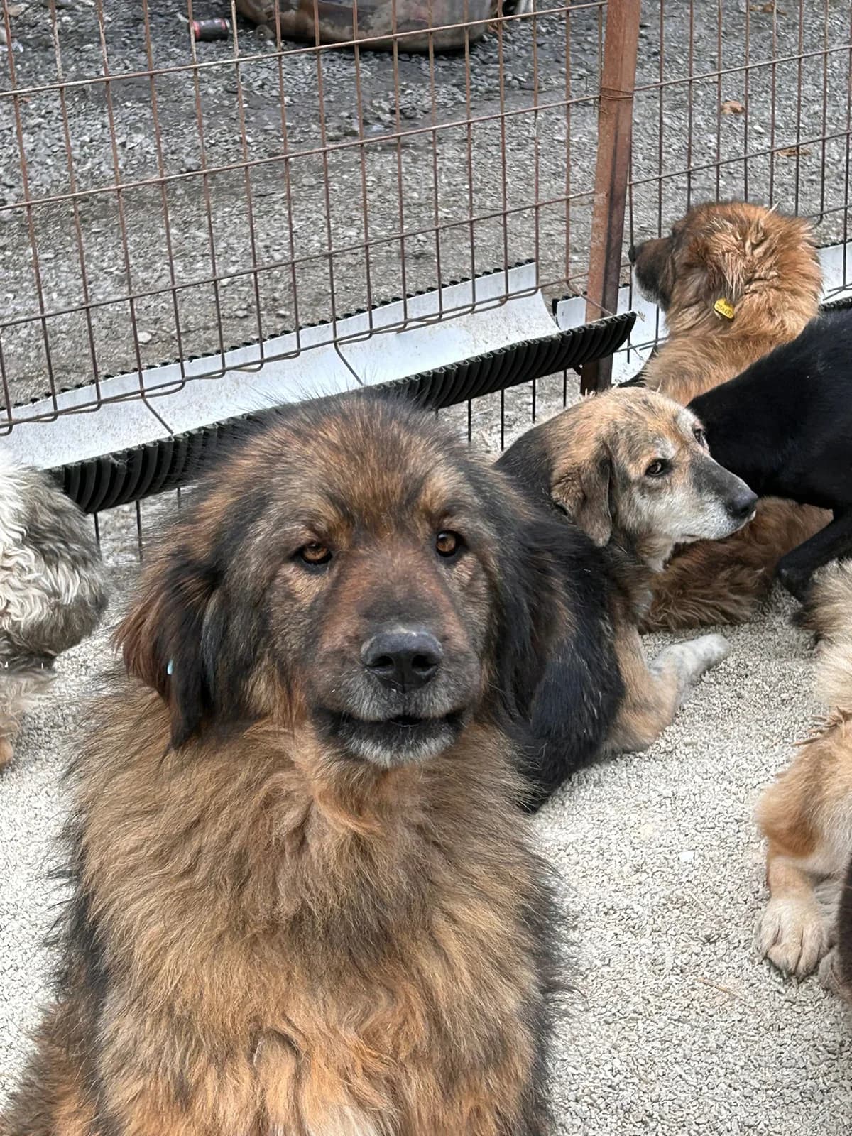 Teddy, Mixed Breed for adoption at Save the Dogs BiH, Jajce