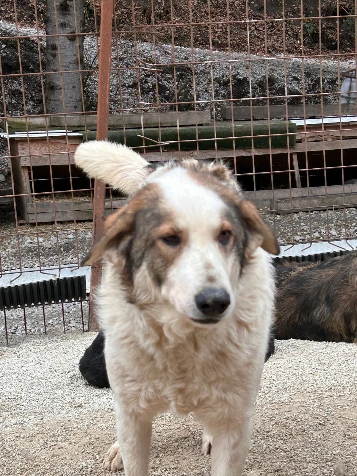 Dragi, Mixed Breed for adoption at Save the Dogs BiH, Jajce