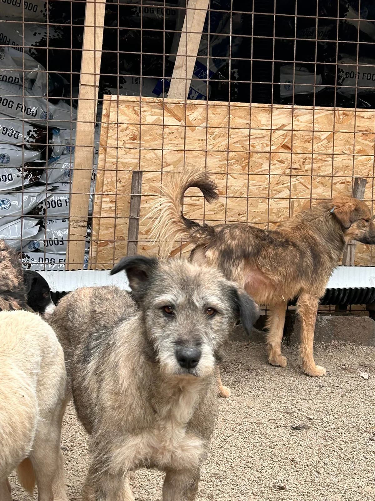 Tessa, Mixed Breed for adoption at Save the Dogs BiH, Jajce