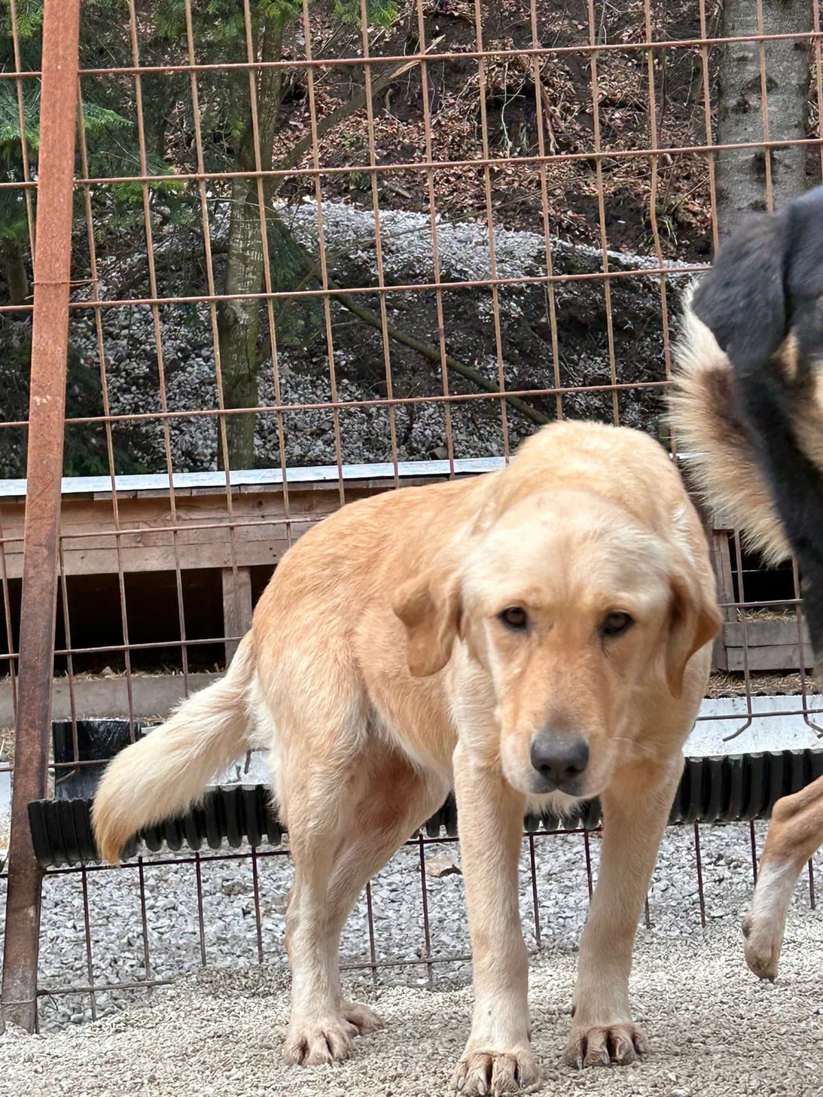 Charly, Mixed Breed for adoption at Save the Dogs BiH, Jajce