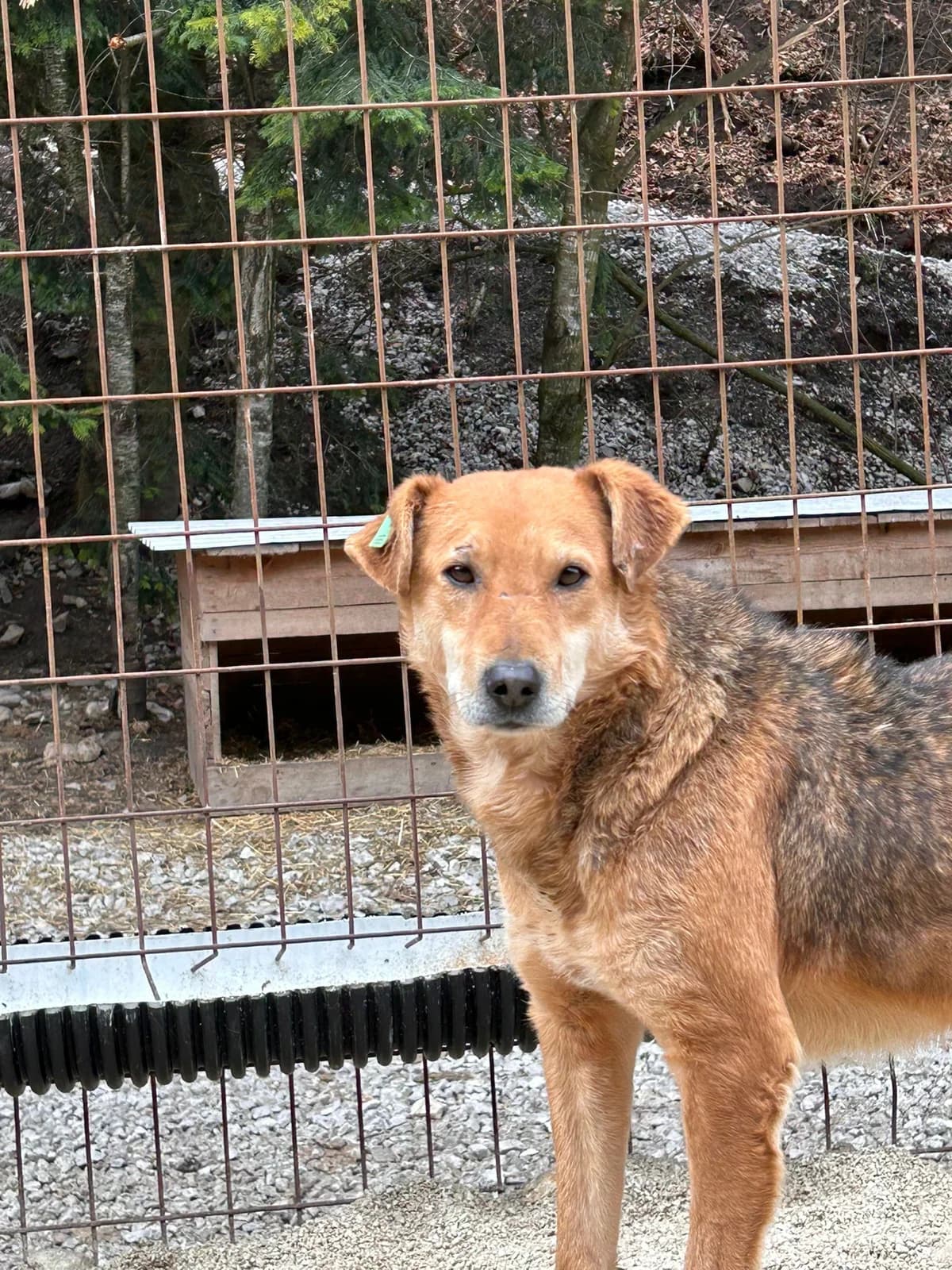 Loki, Mixed Breed for adoption at Save the Dogs BiH, Jajce