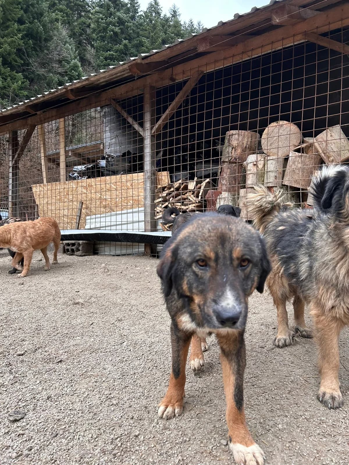 Dante, Mixed Breed for adoption at Save the Dogs BiH, Jajce