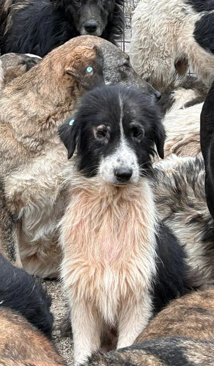 Ella, Mixed Breed for adoption at Save the Dogs BiH, Jajce