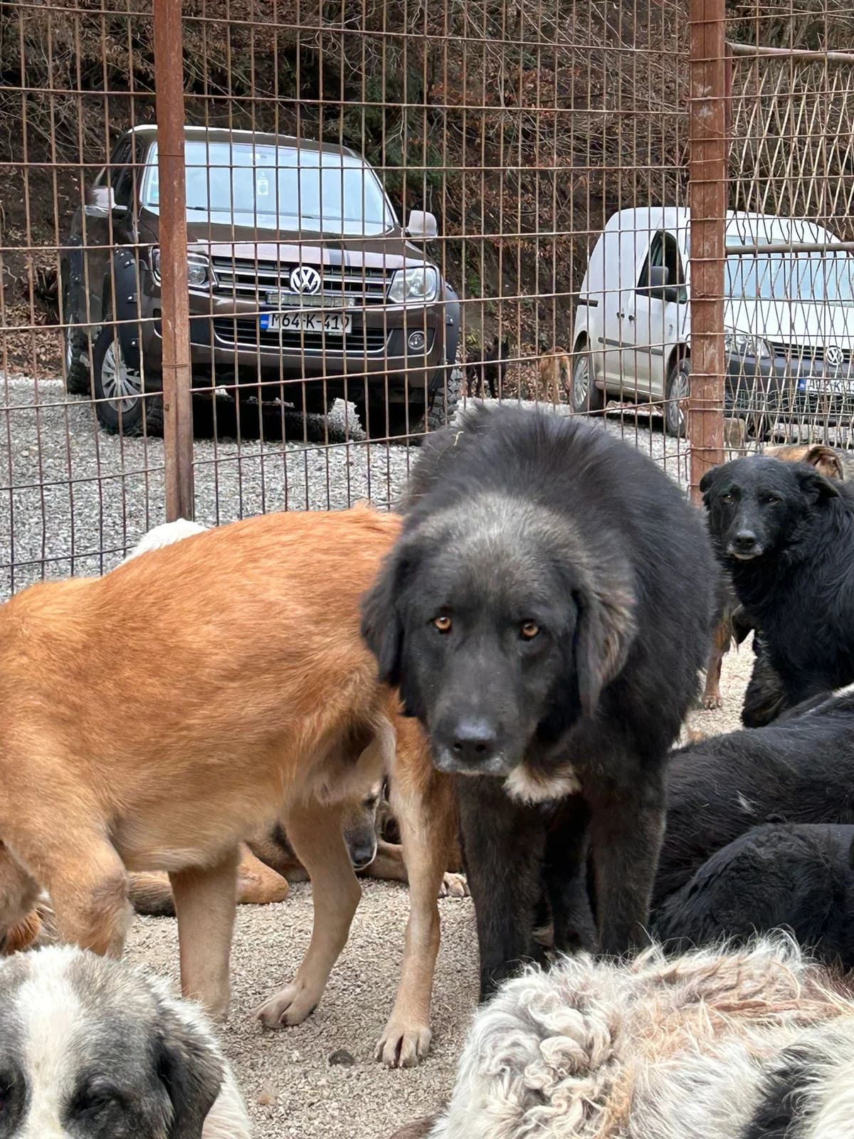 Nola, Mixed Breed for adoption at Save the Dogs BiH, Jajce