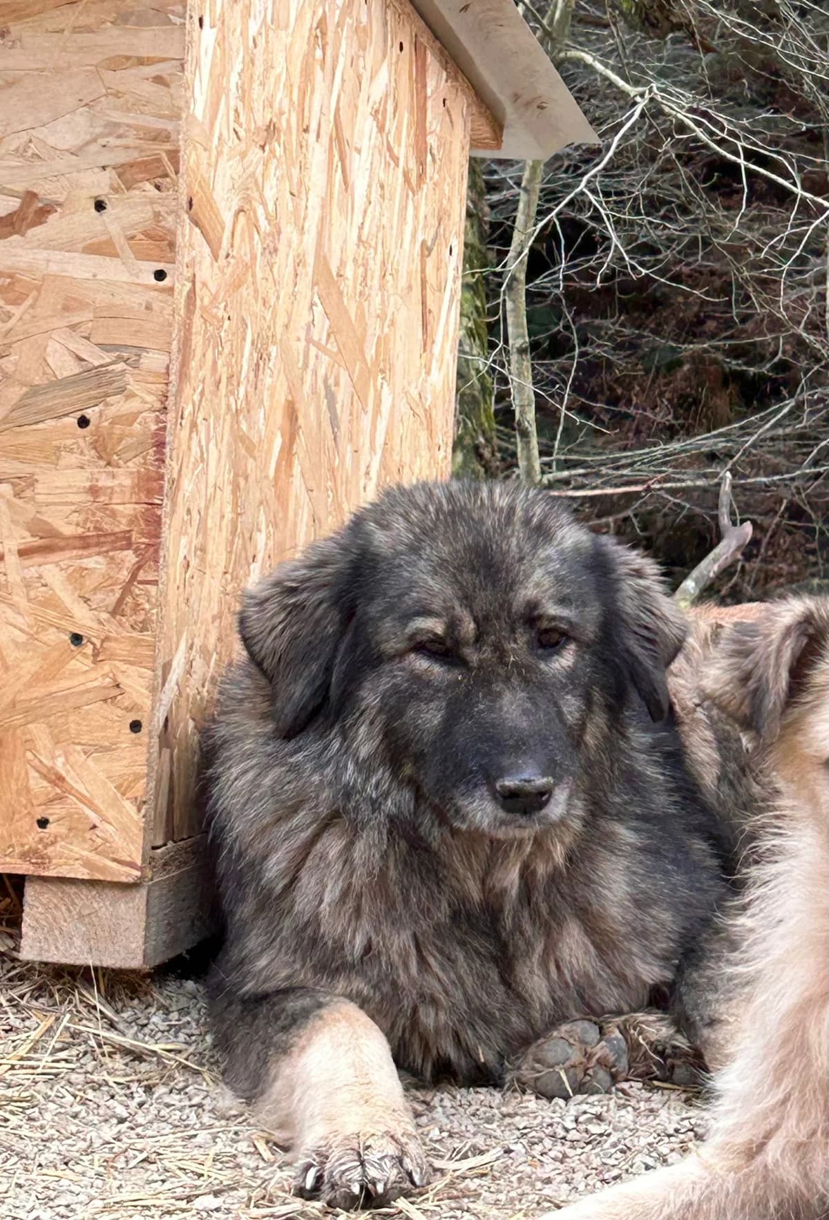 Aza, Mixed Breed for adoption at Save the Dogs BiH, Jajce