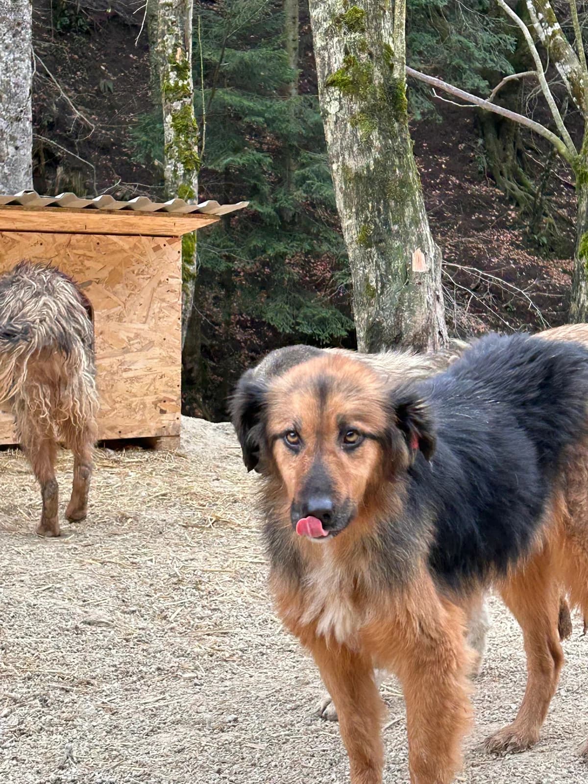 Amar, Mixed Breed for adoption at Save the Dogs BiH, Jajce