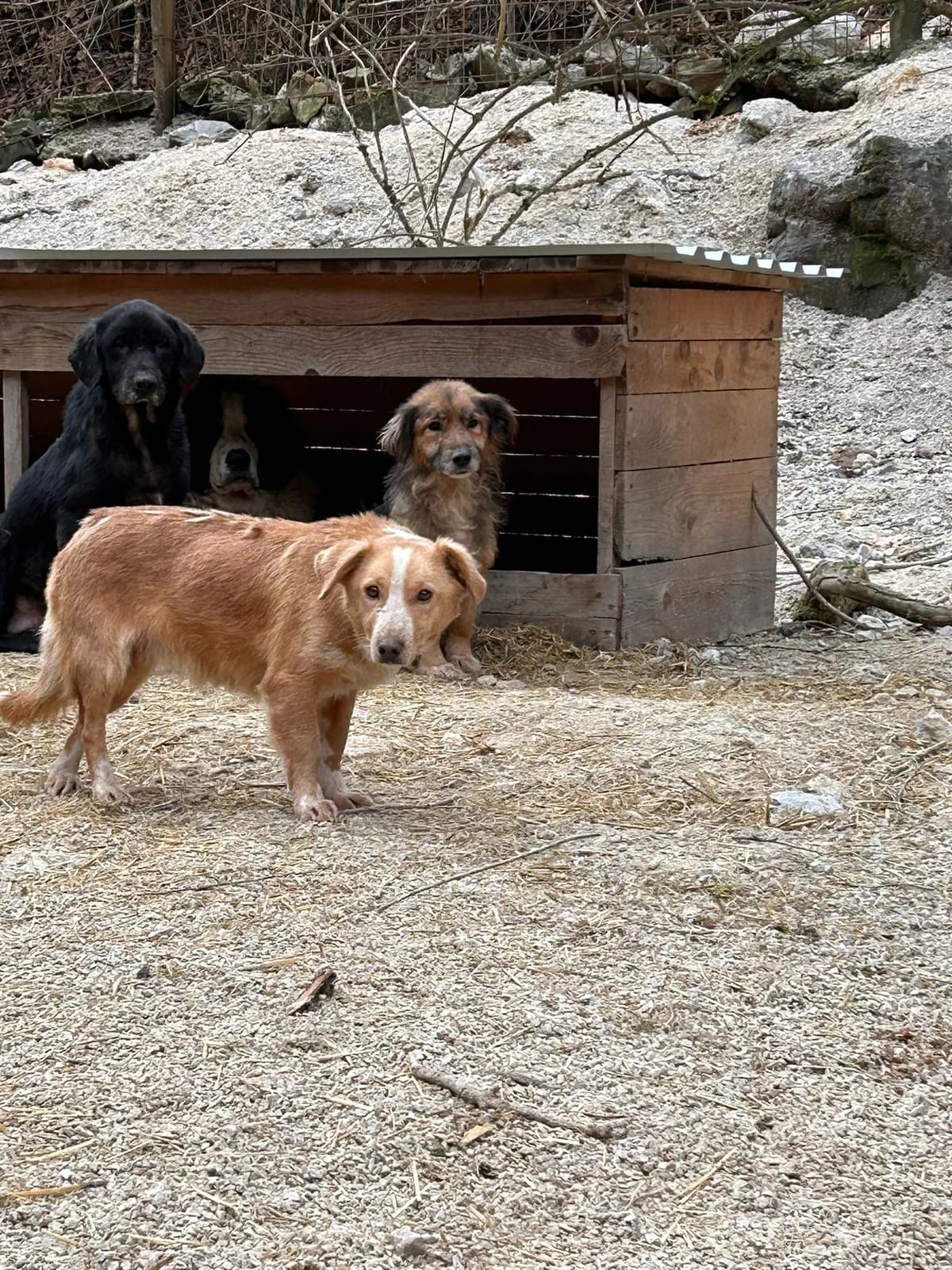 Ava, Mixed Breed for adoption at Save the Dogs BiH, Jajce