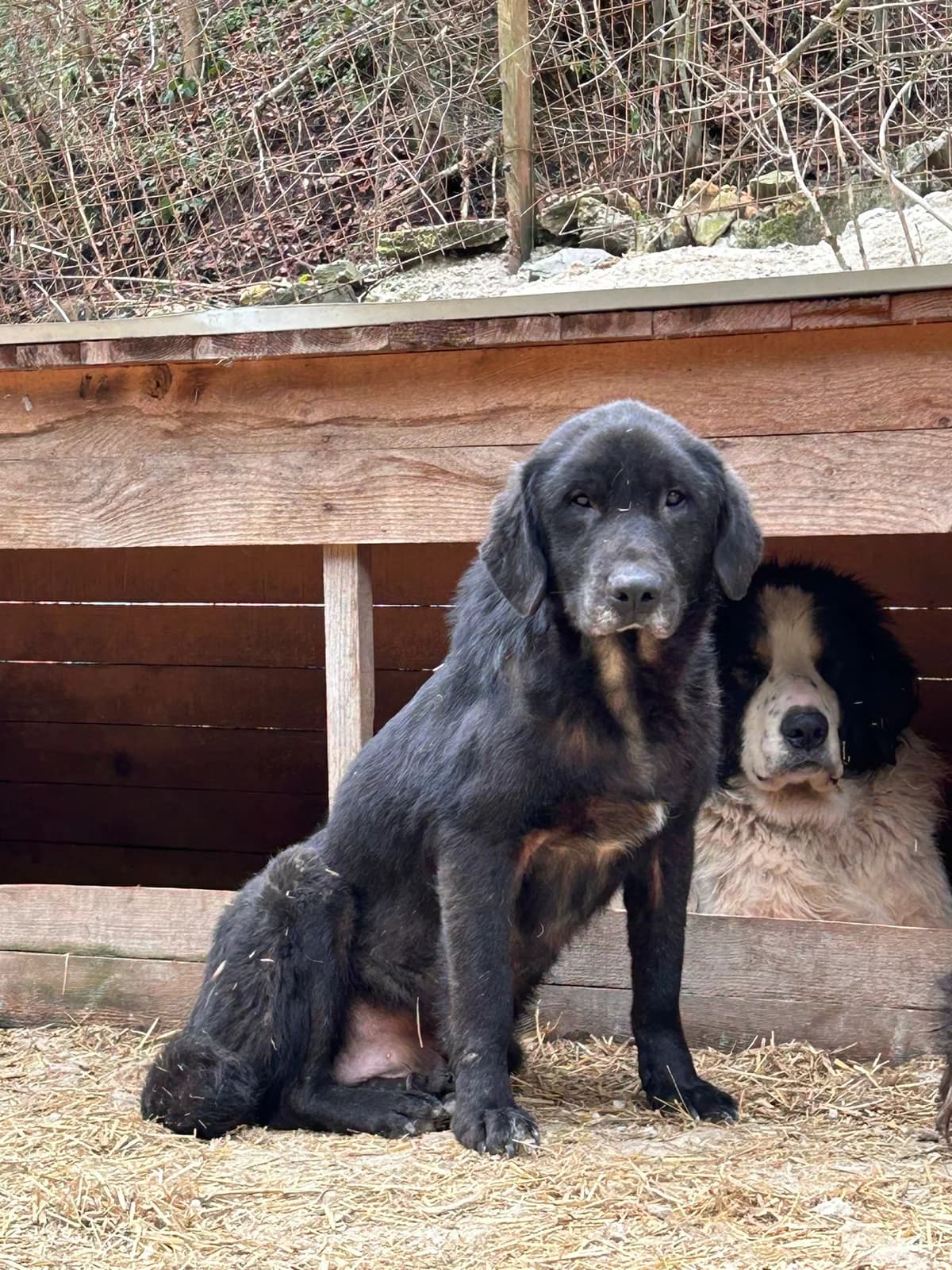 Purzel, Mixed Breed for adoption at Save the Dogs BiH, Jajce