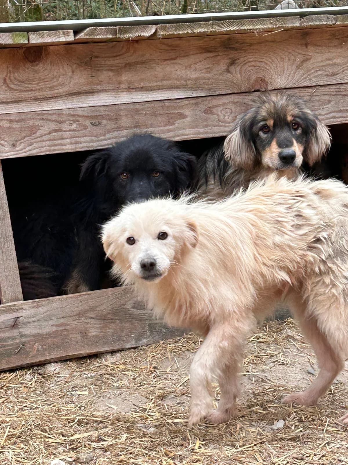 Freya, Mixed Breed for adoption at Save the Dogs BiH, Jajce