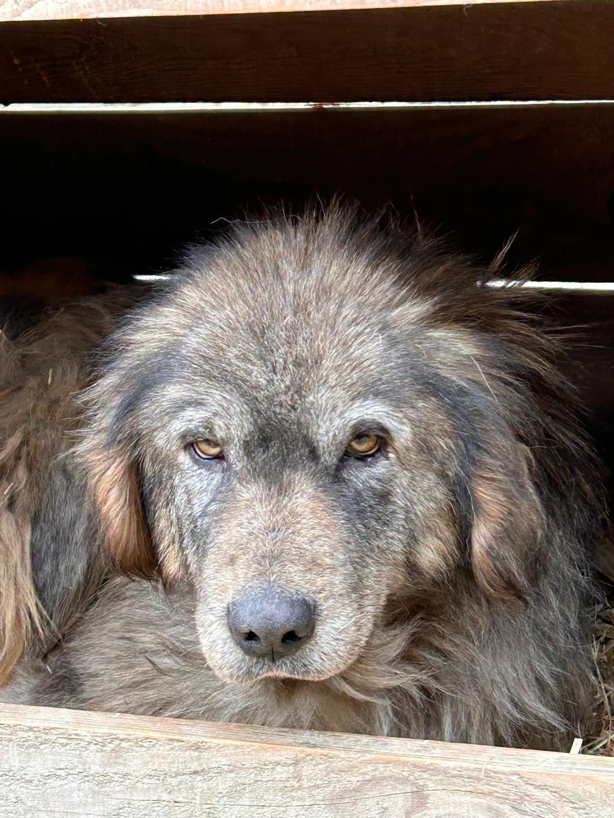 Djungo, Mixed Breed for adoption at Save the Dogs BiH, Jajce