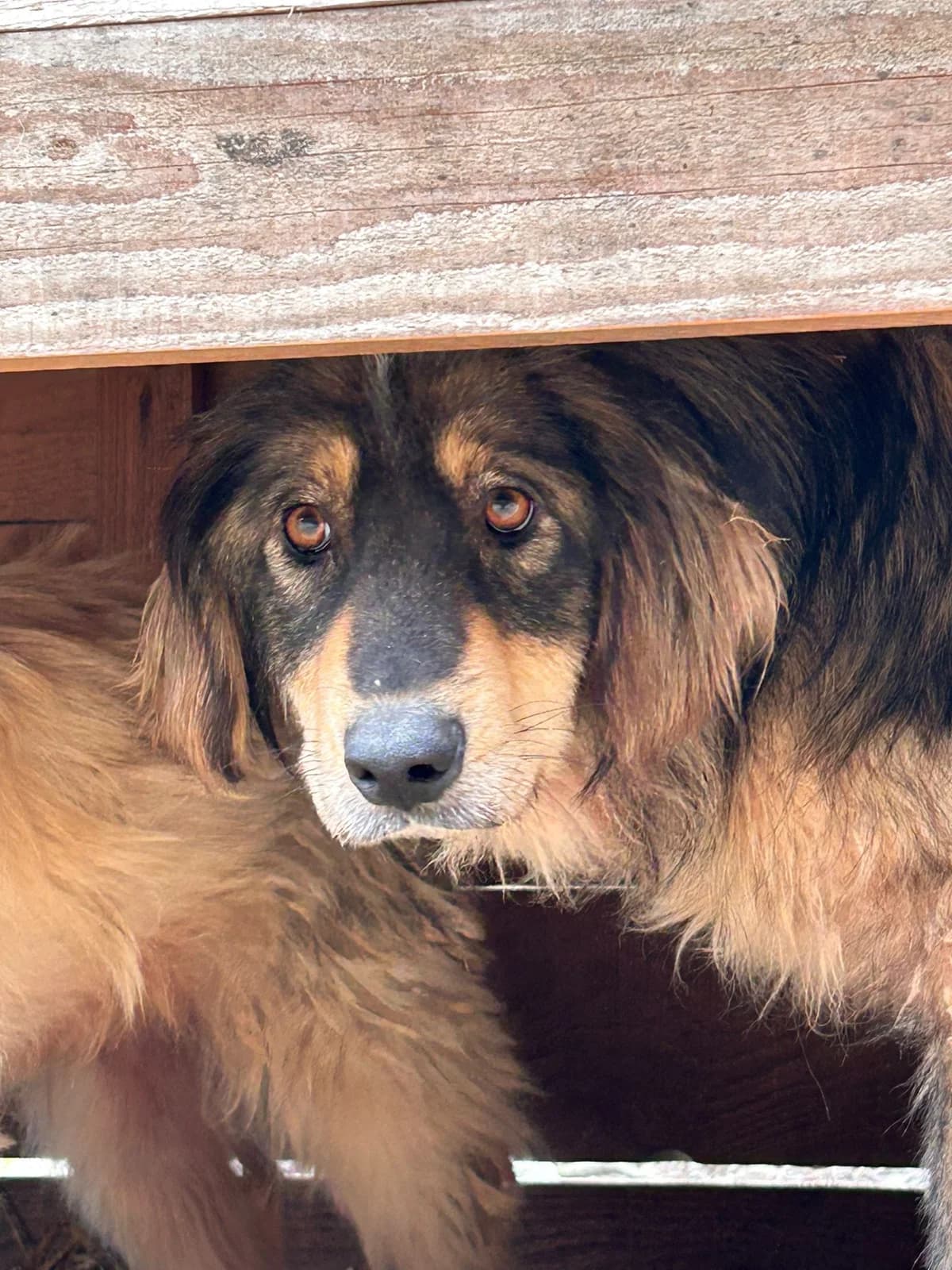 Finn, Mixed Breed for adoption at Save the Dogs BiH, Jajce