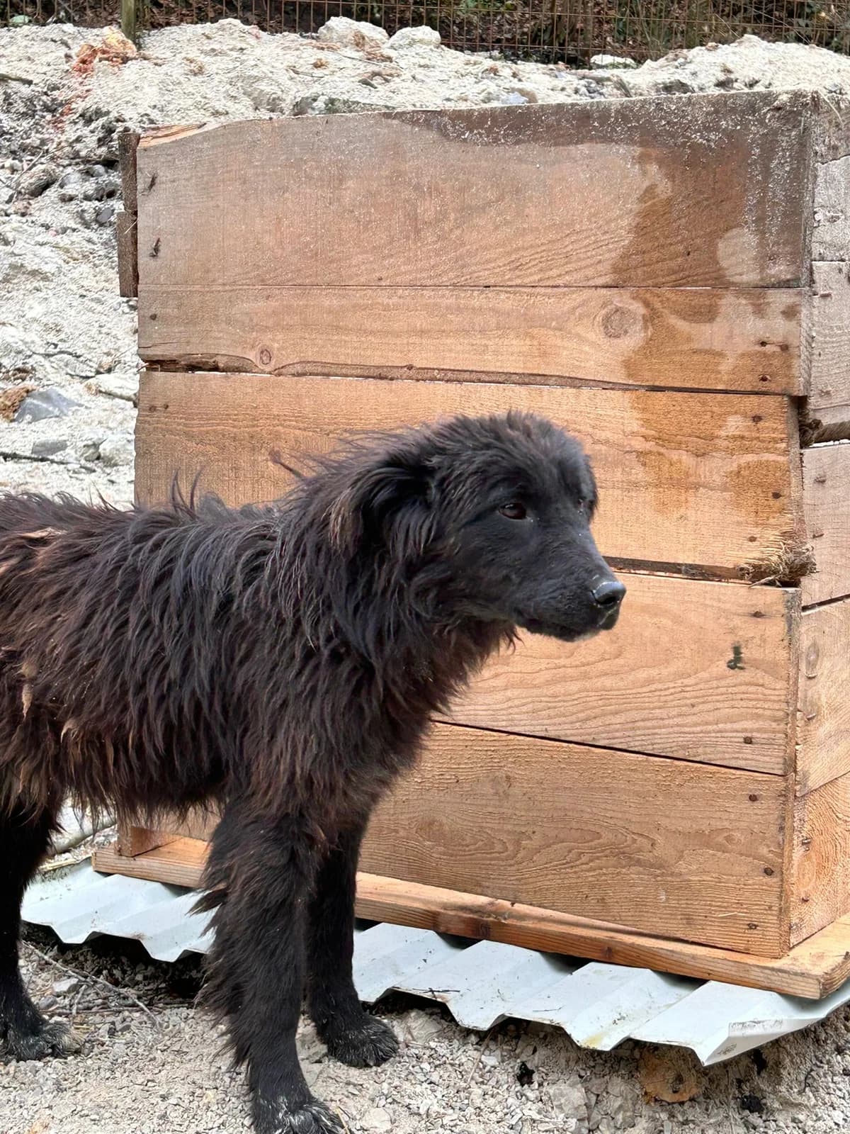 Ivy, Mixed Breed for adoption at Save the Dogs BiH, Jajce