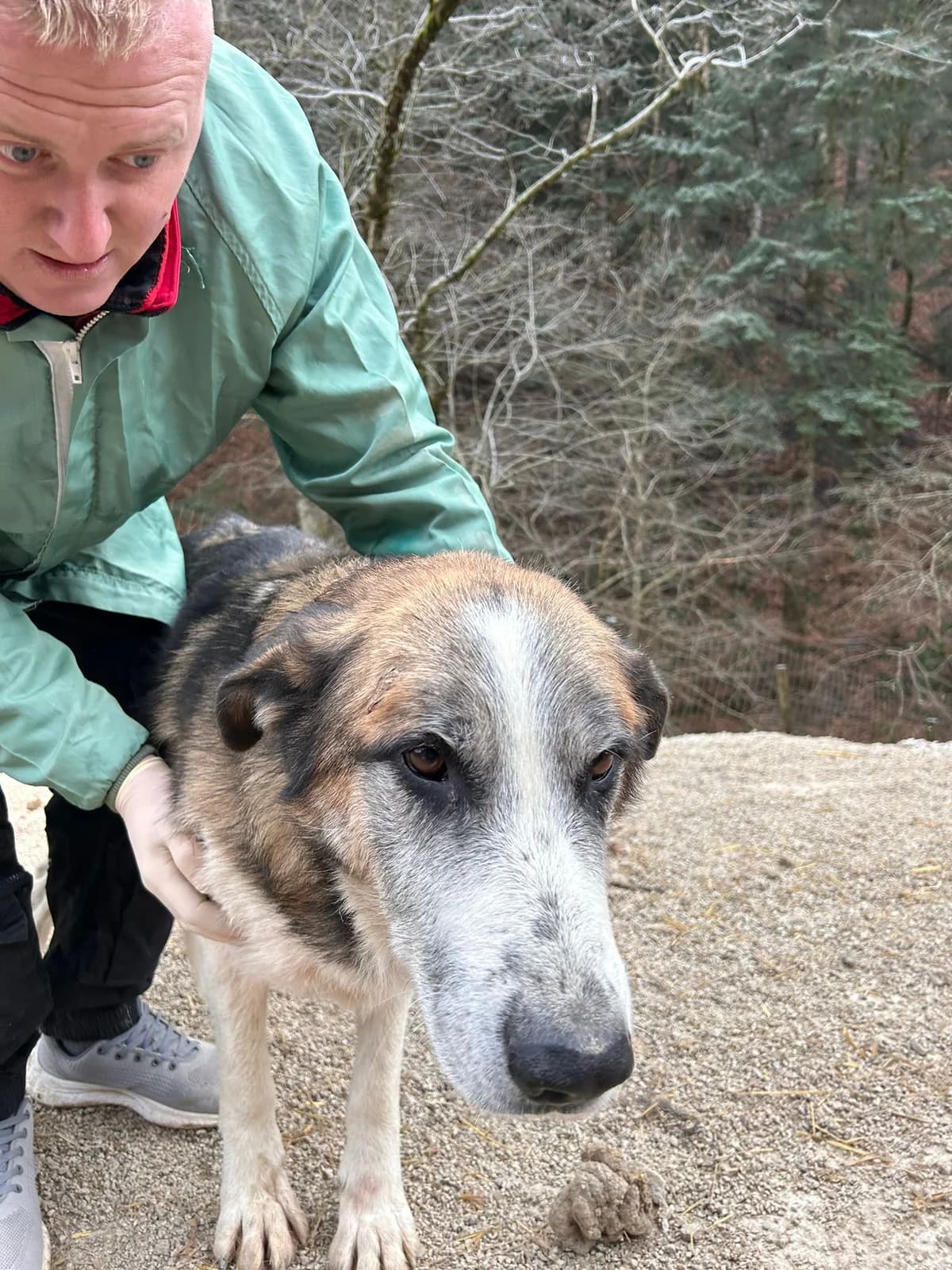 Peppi, Mixed Breed for adoption at Save the Dogs BiH, Jajce