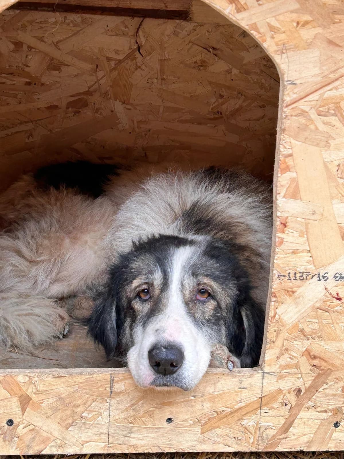 Fina, Mixed Breed for adoption at Save the Dogs BiH, Jajce