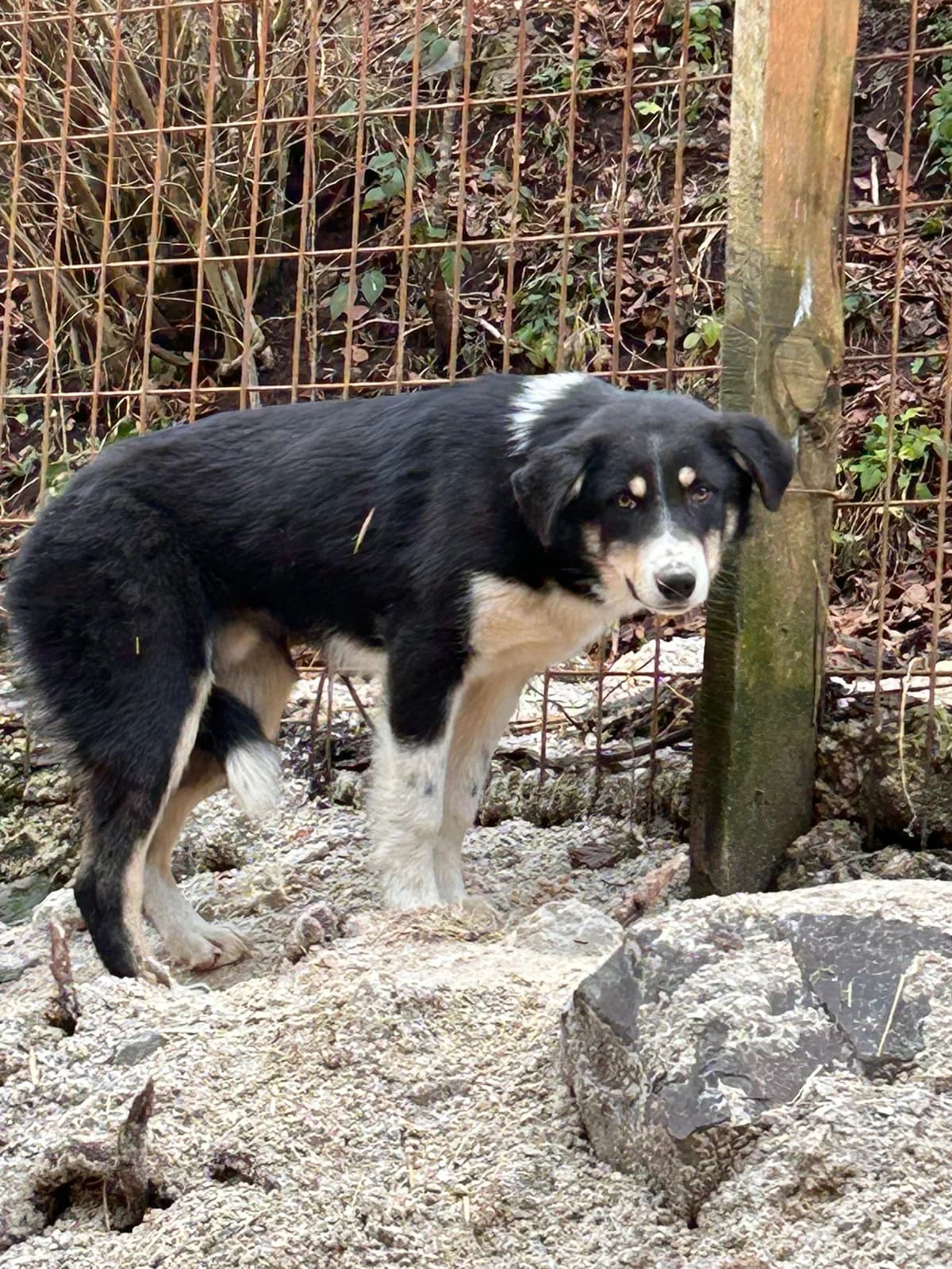 Woody, Mixed Breed for adoption at Save the Dogs BiH, Jajce