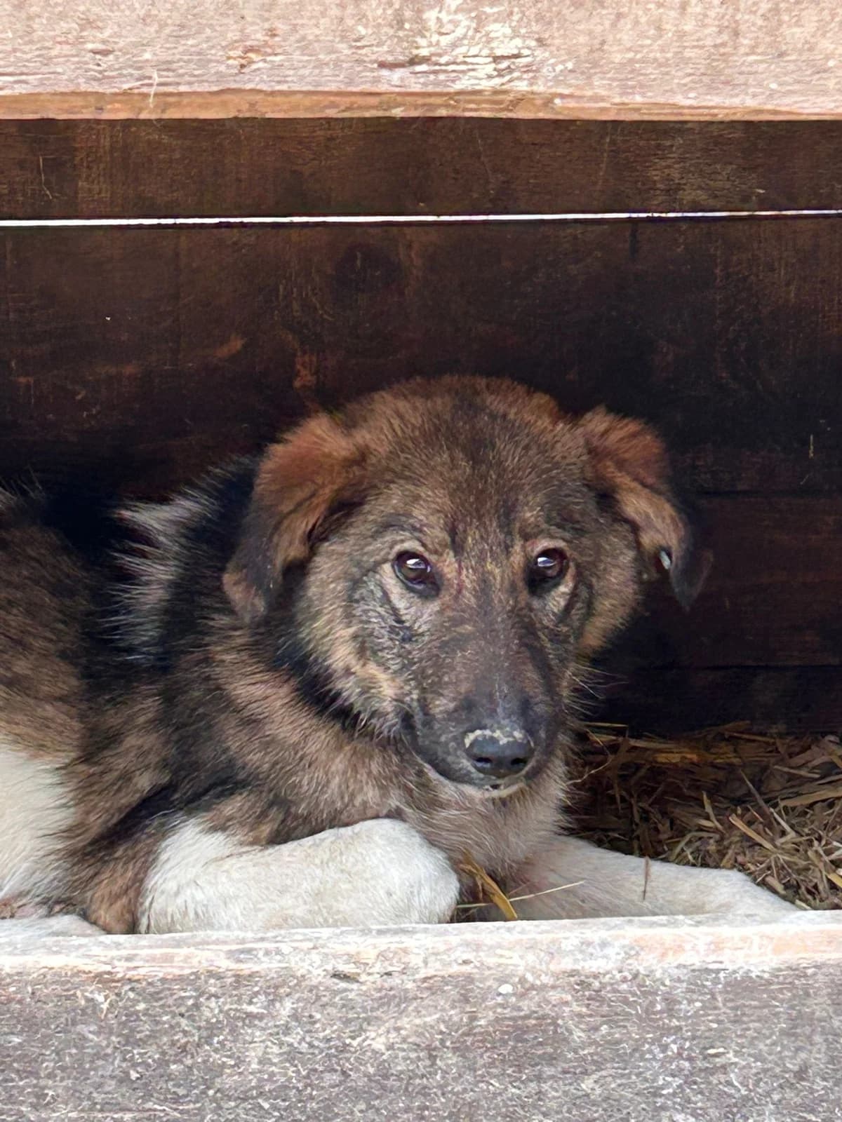 Mailo, Mixed Breed for adoption at Save the Dogs BiH, Jajce