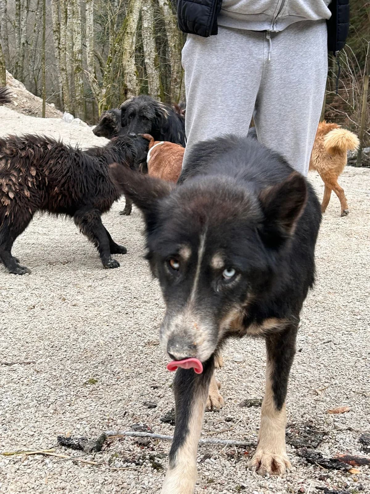 Nero, Mixed Breed for adoption at Save the Dogs BiH, Jajce