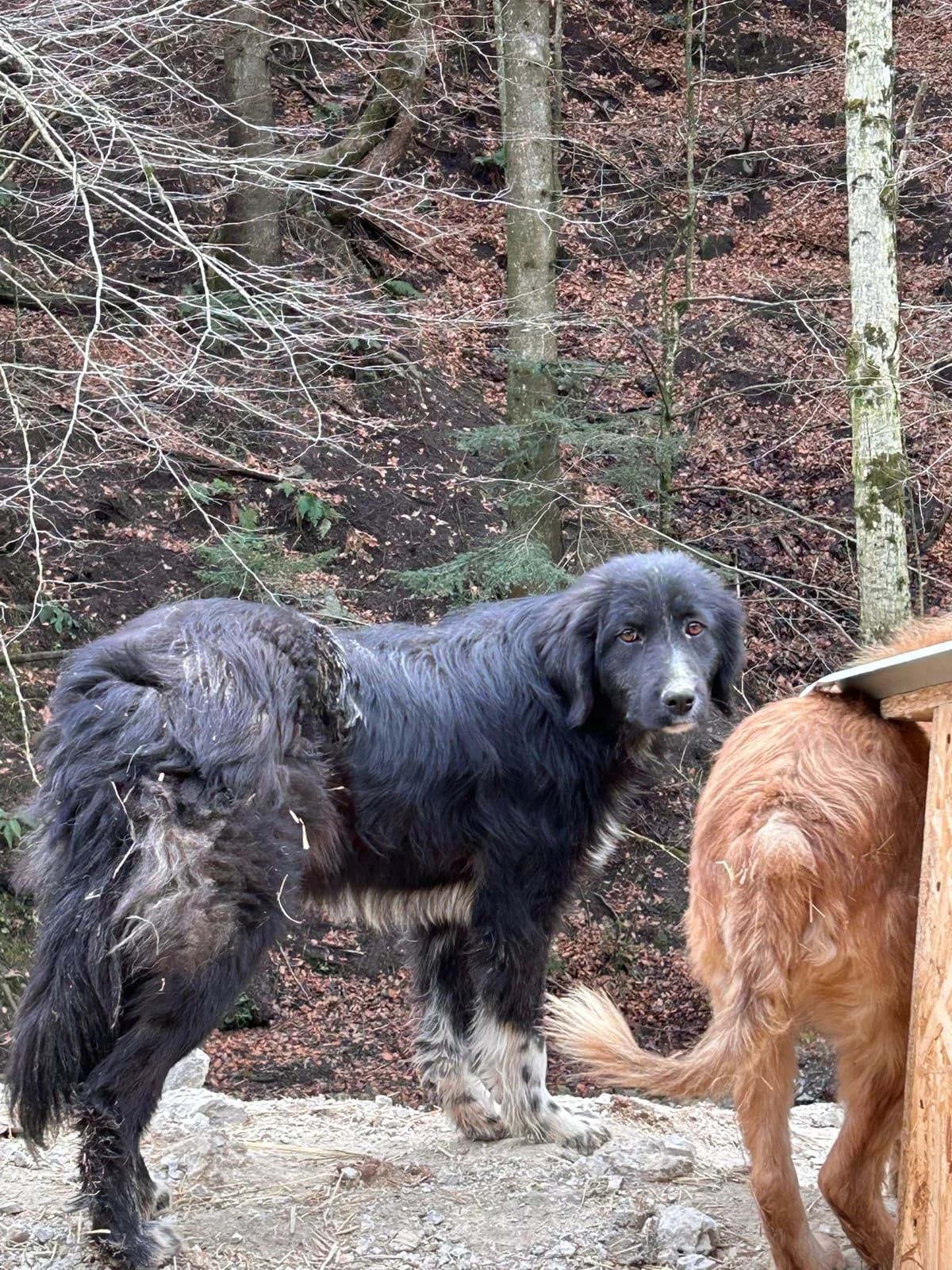 Artem, Mixed Breed for adoption at Save the Dogs BiH, Jajce