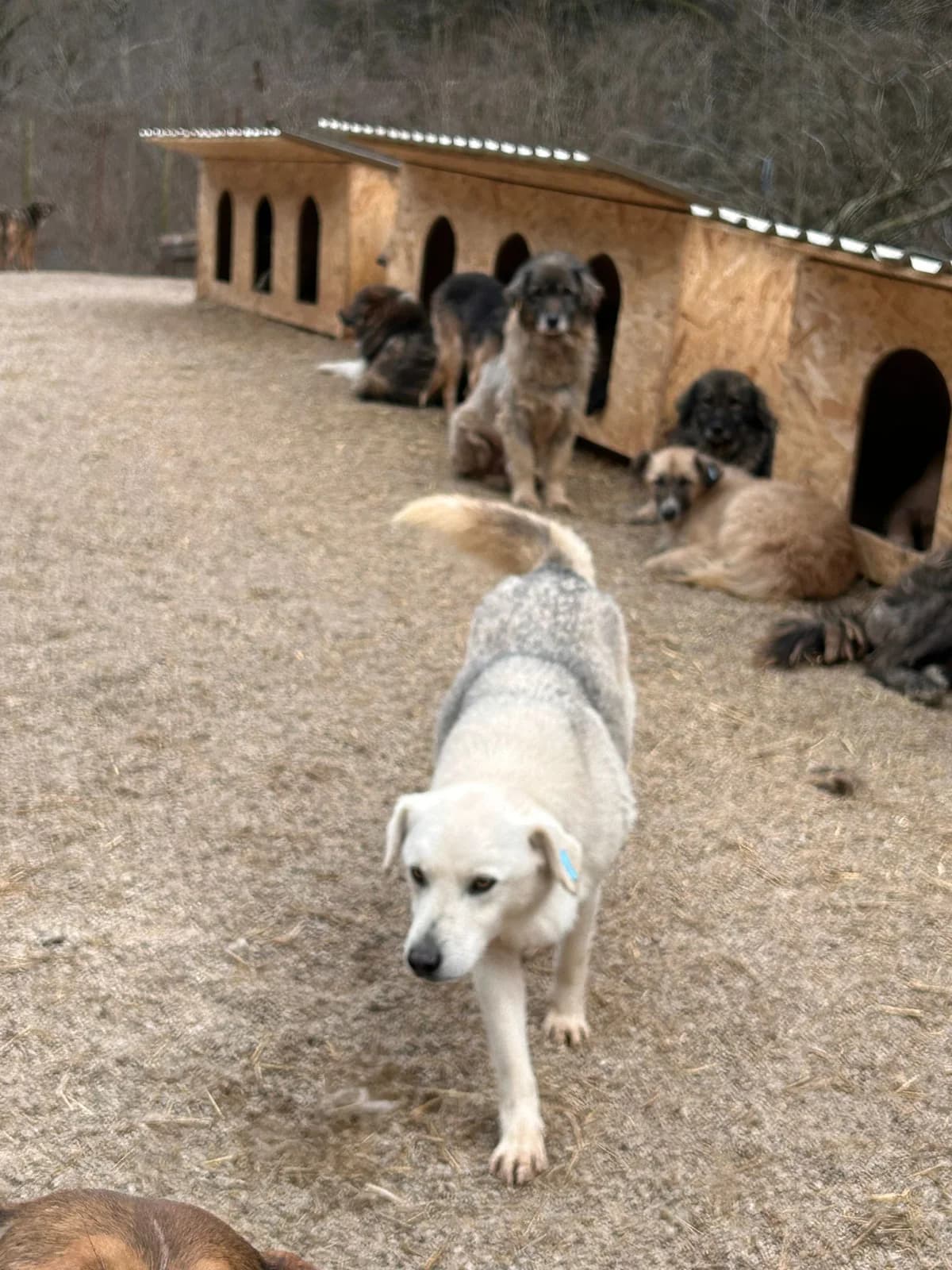Nuri, Mixed Breed for adoption at Save the Dogs BiH, Jajce