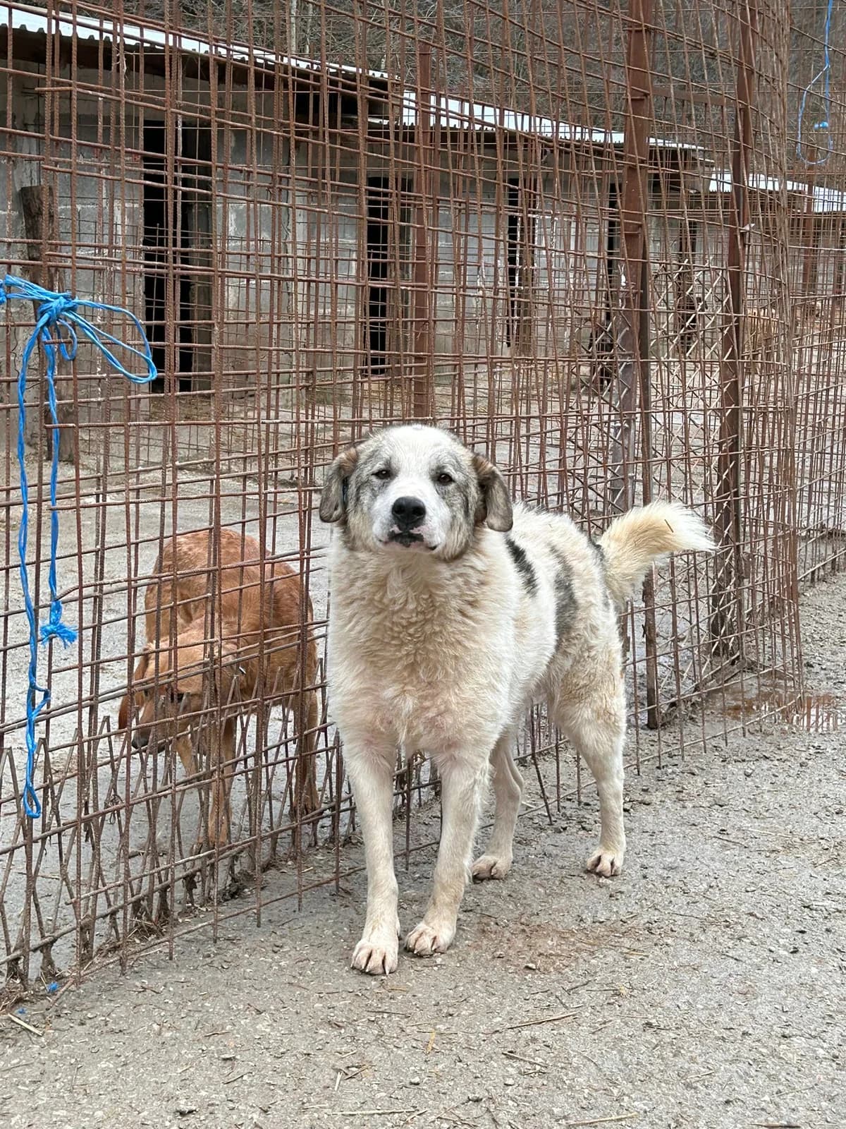 Emma, Mixed Breed for adoption at Save the Dogs BiH, Jajce