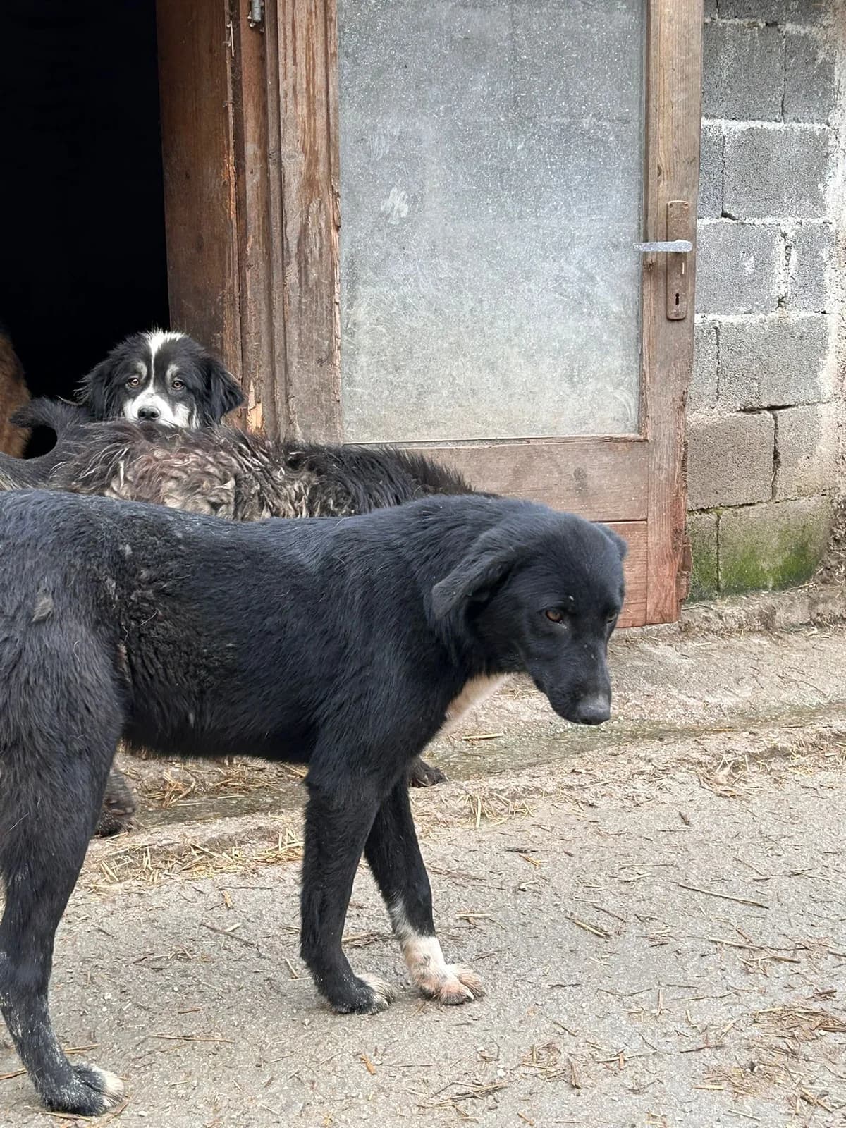 Sam, Mixed Breed for adoption at Save the Dogs BiH, Jajce