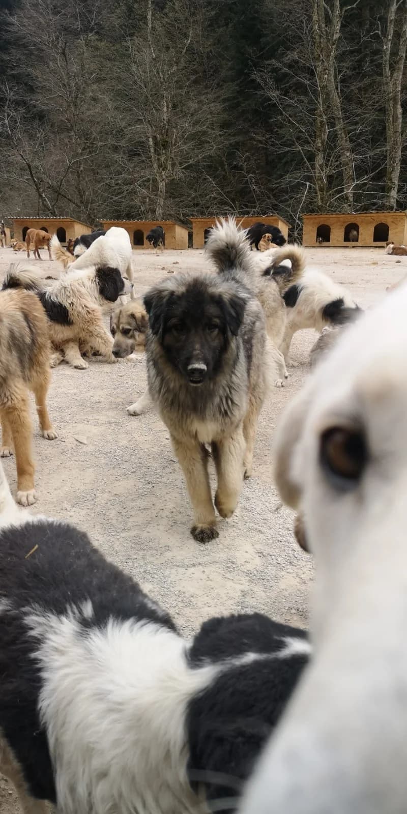 Käthe, Mixed Breed for adoption at Save the Dogs BiH, Jajce