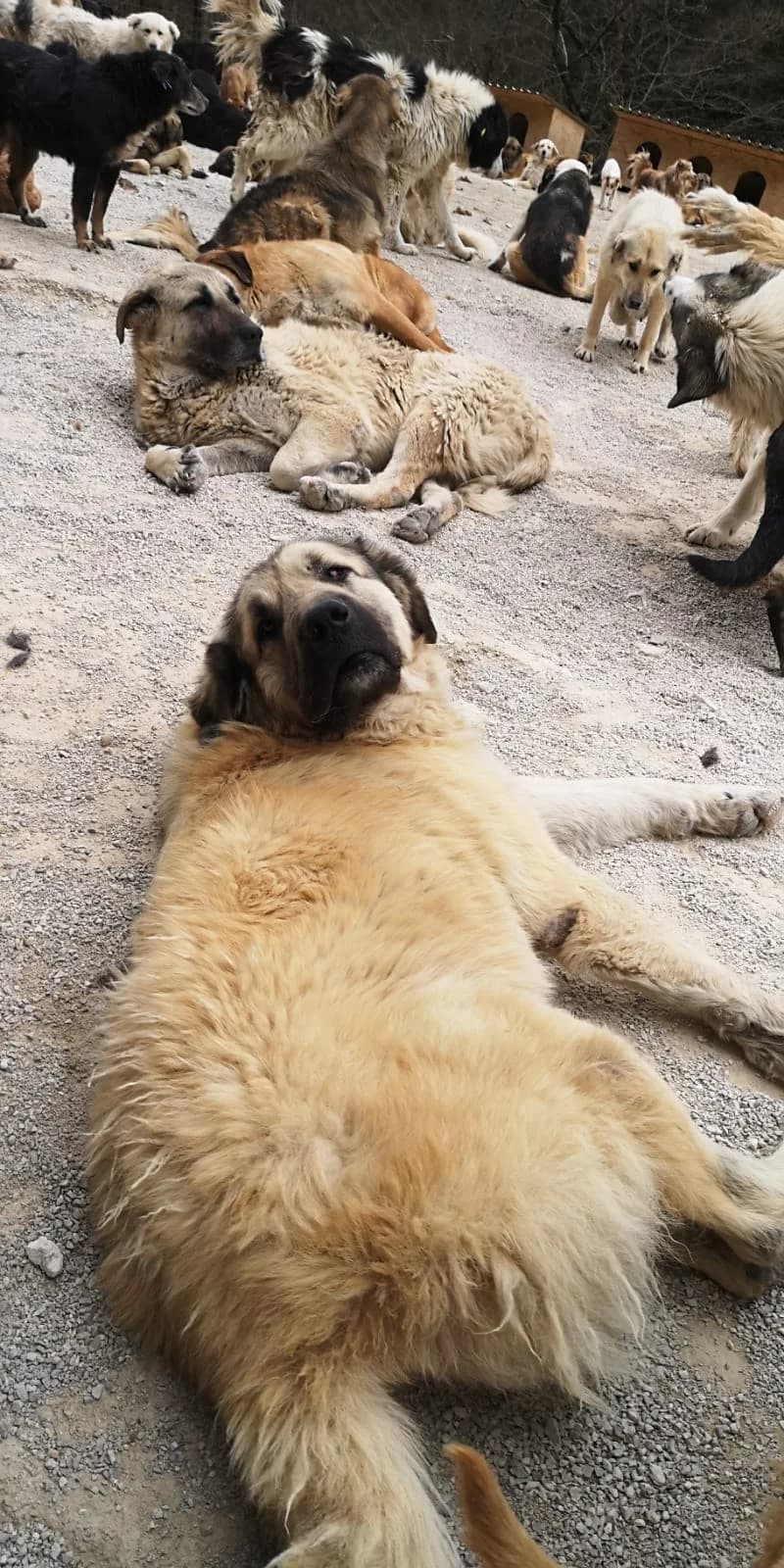 Bubu, Mixed Breed for adoption at Save the Dogs BiH, Jajce