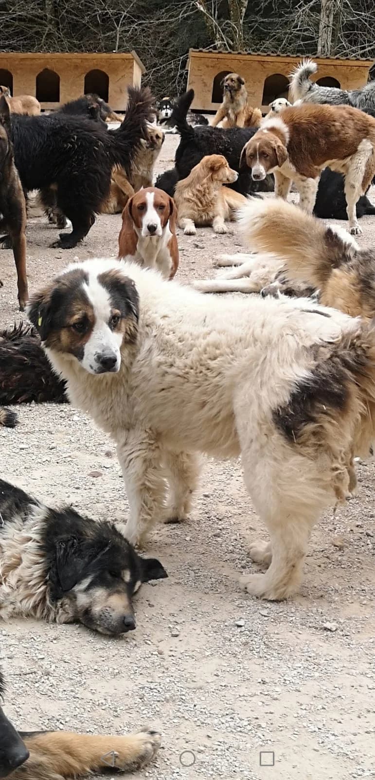 Kuni, Mixed Breed for adoption at Save the Dogs BiH, Jajce