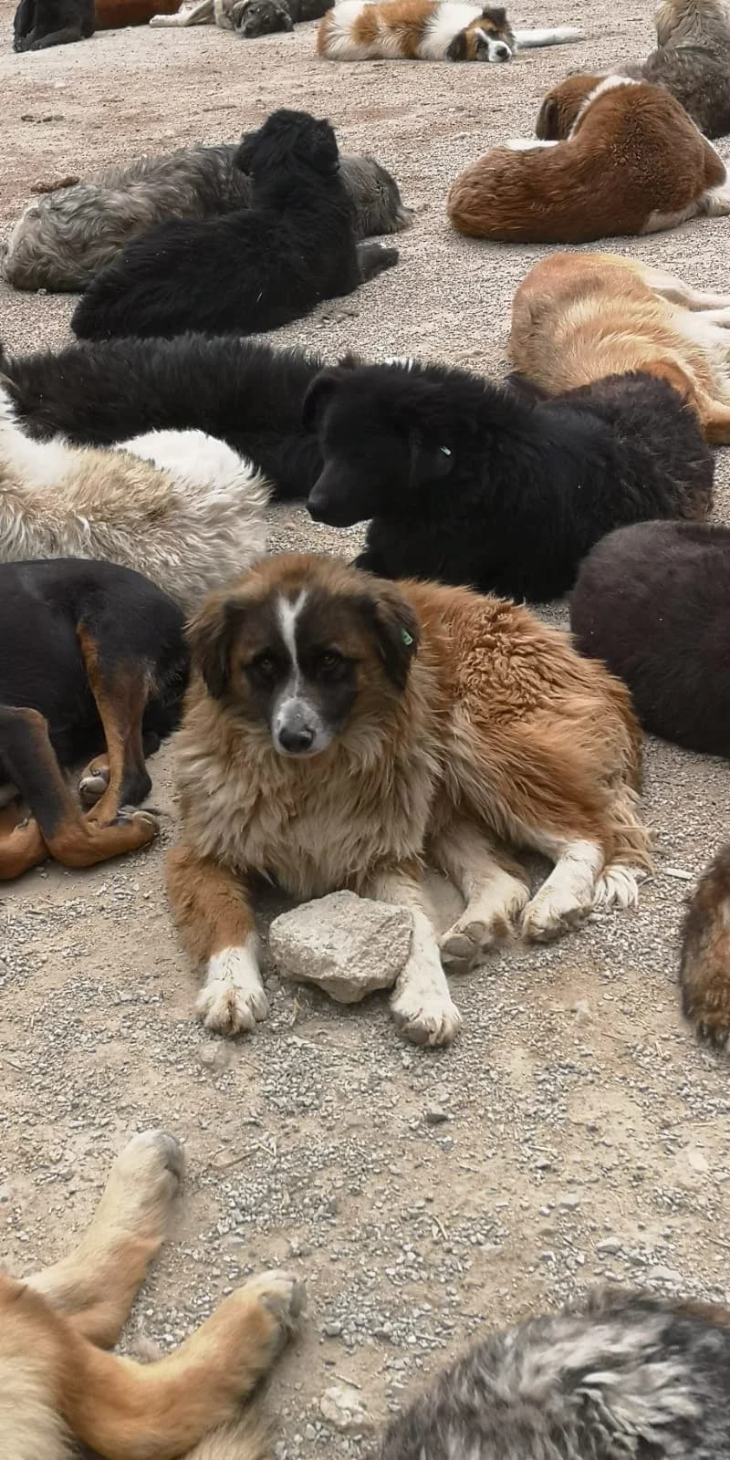 Kuki, Mixed Breed for adoption at Save the Dogs BiH, Jajce